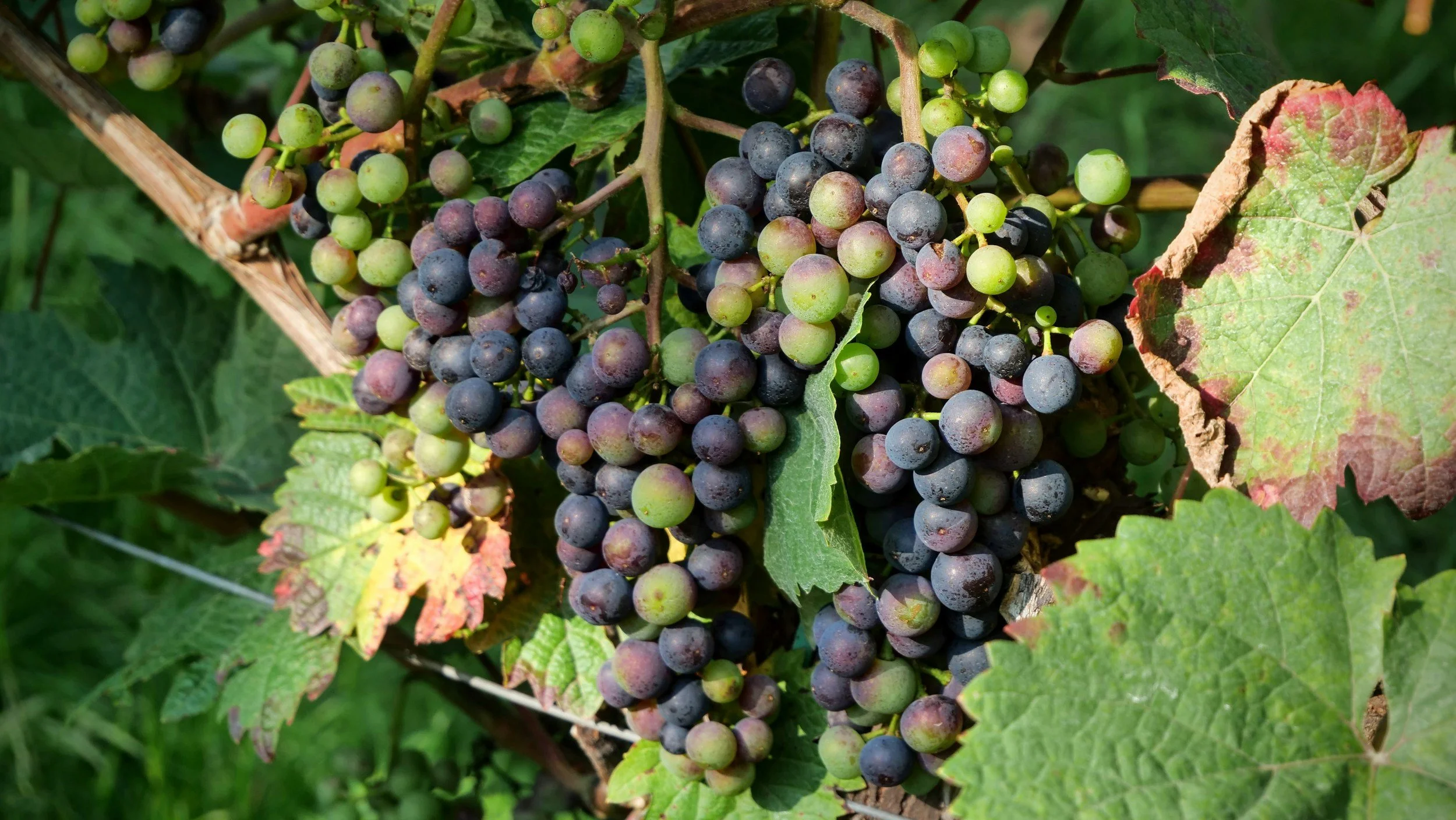 Vermont Vineyard Tours