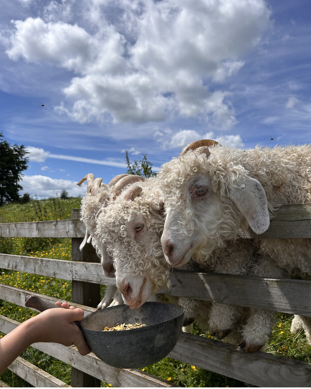 angora goats eating at guardswell farm in Scotland