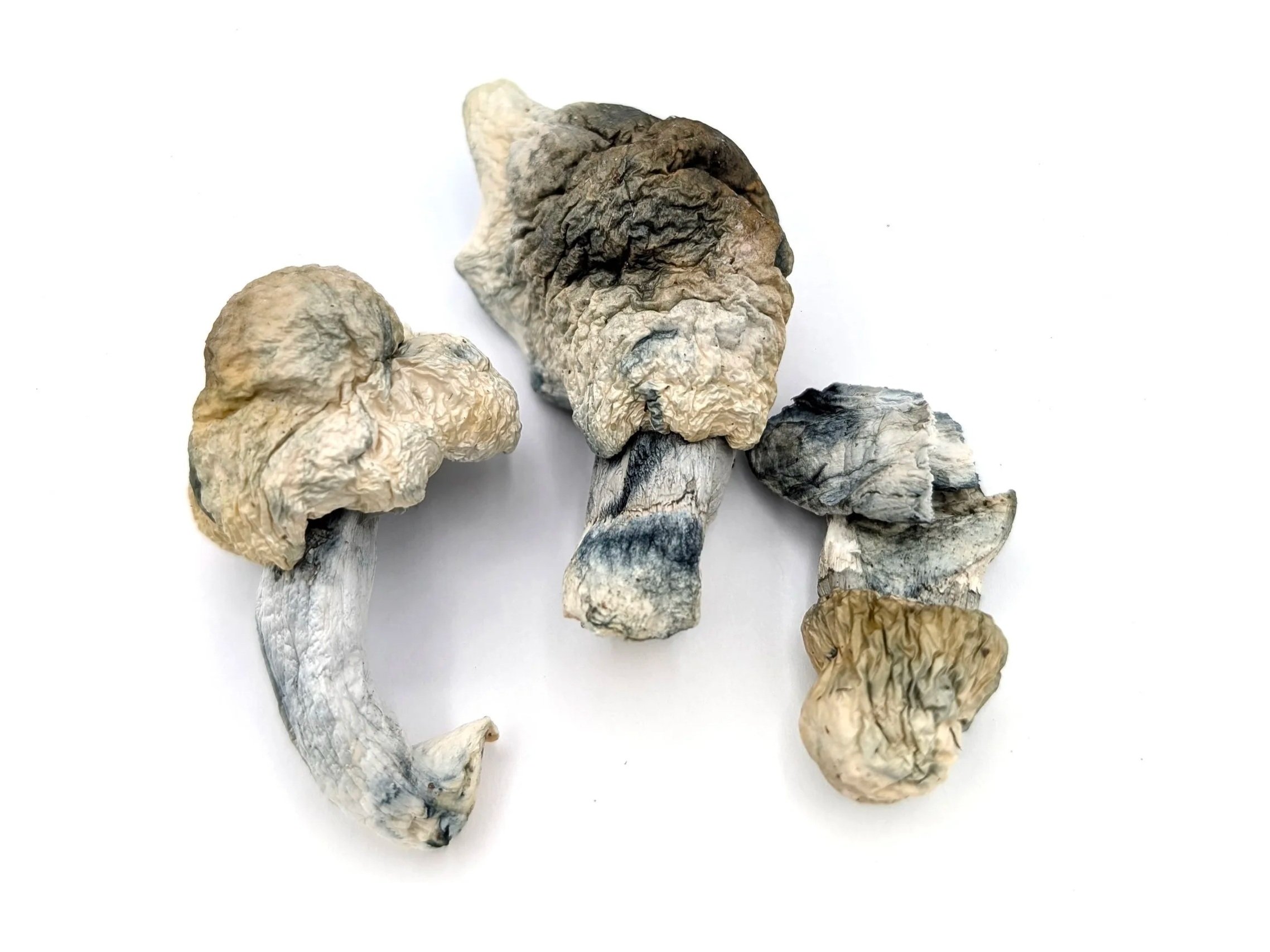 Bluey Vuitton Dried Mushroom Fruits