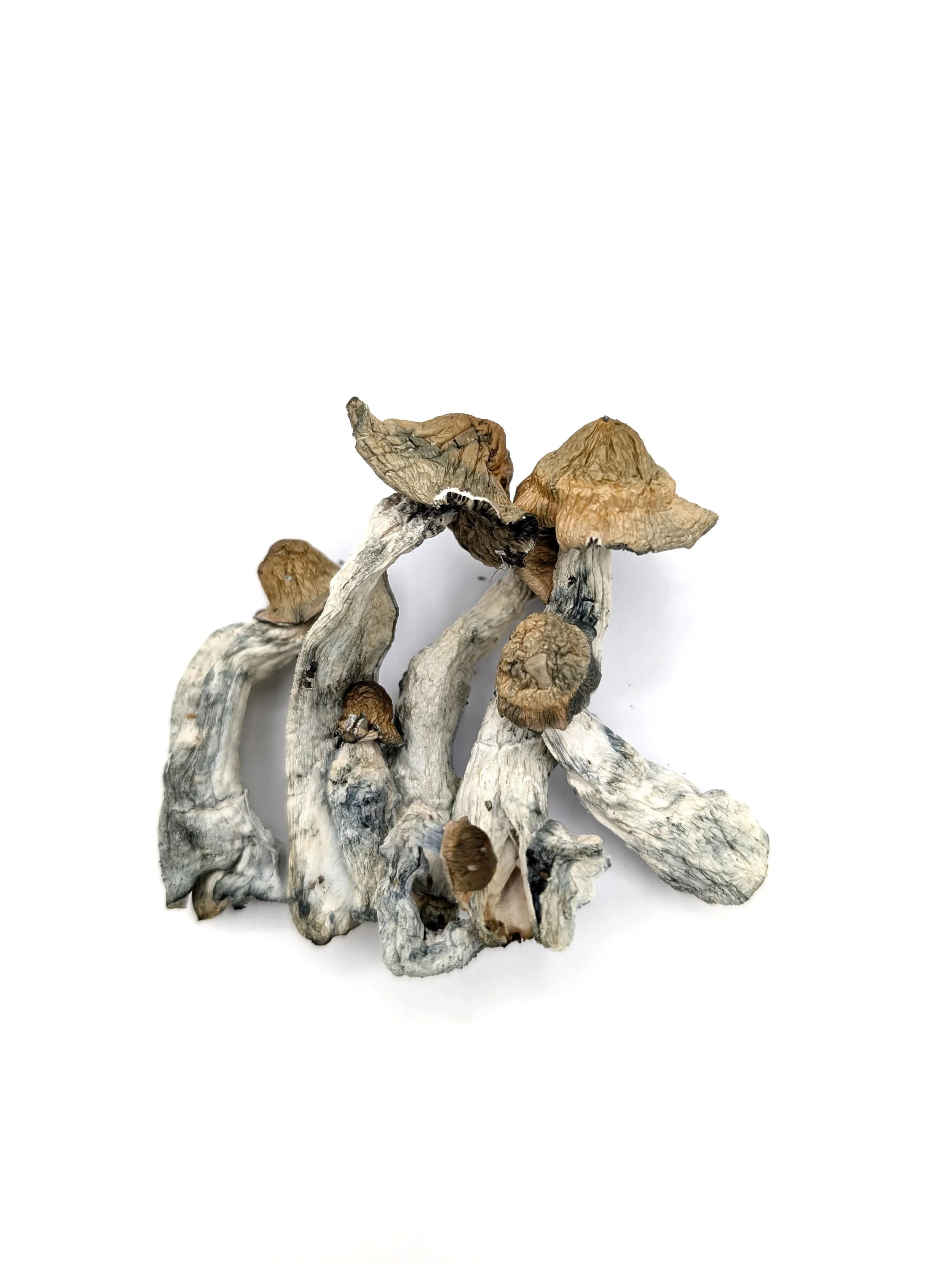 Galactic PE Dried Mushroom Fruits