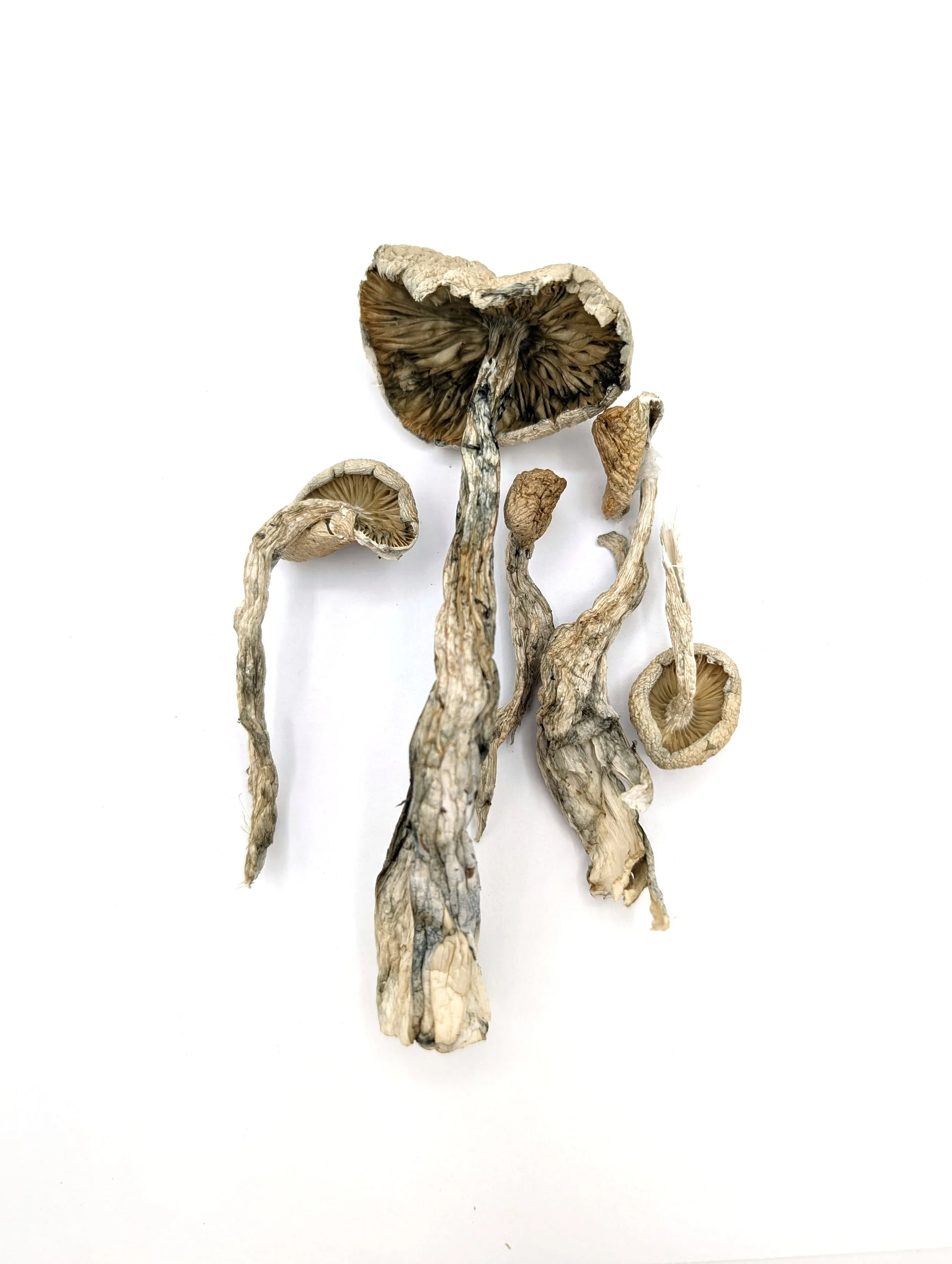 Golden Teacher Dried Mushroom Fruits