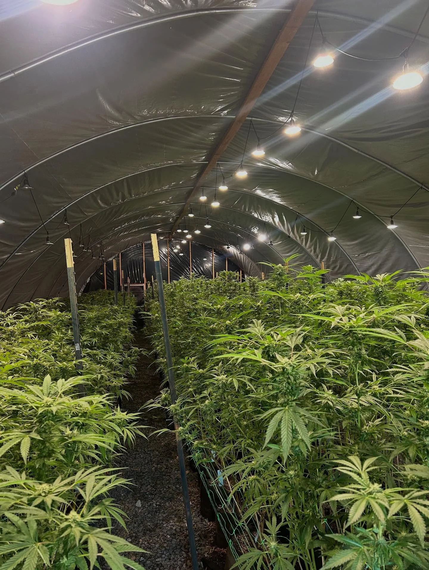 Guava house week 4 killin it 💪🏼🥭🍃🔥🫶🏼🙌🏻 

#flex #guava #feedyourfire #dank #grower #farmlife #potd #high #fire #fourtwenty #plants #like #local #cannabis #ganja