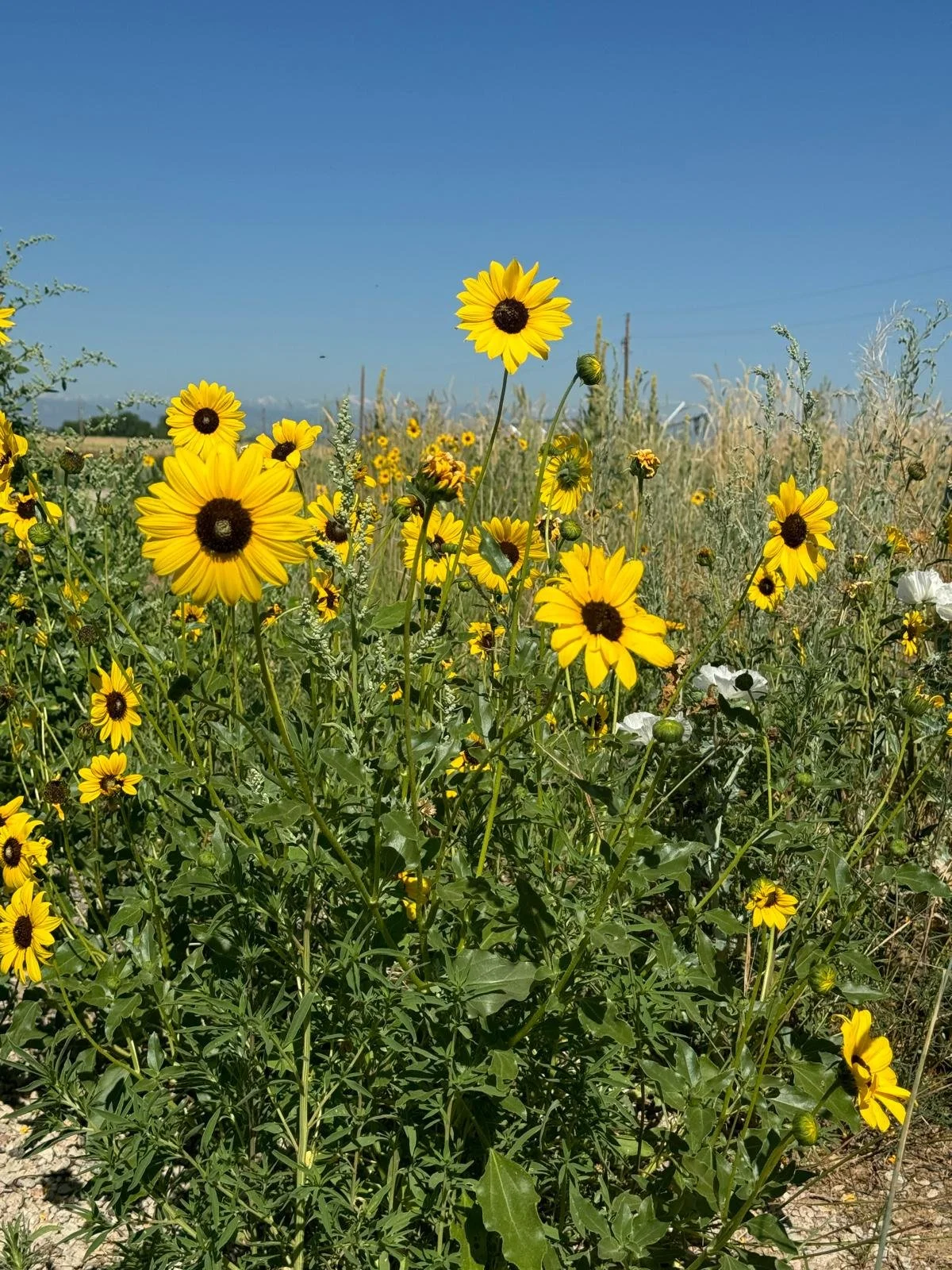 Field of yellow wildflowers, possibly sunflowers or black-eyed Susans, under a clear blue sky.