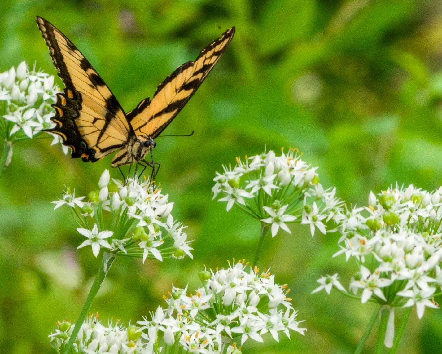 A yellow and black butterfly perched on small white flowers with a green blurred background.