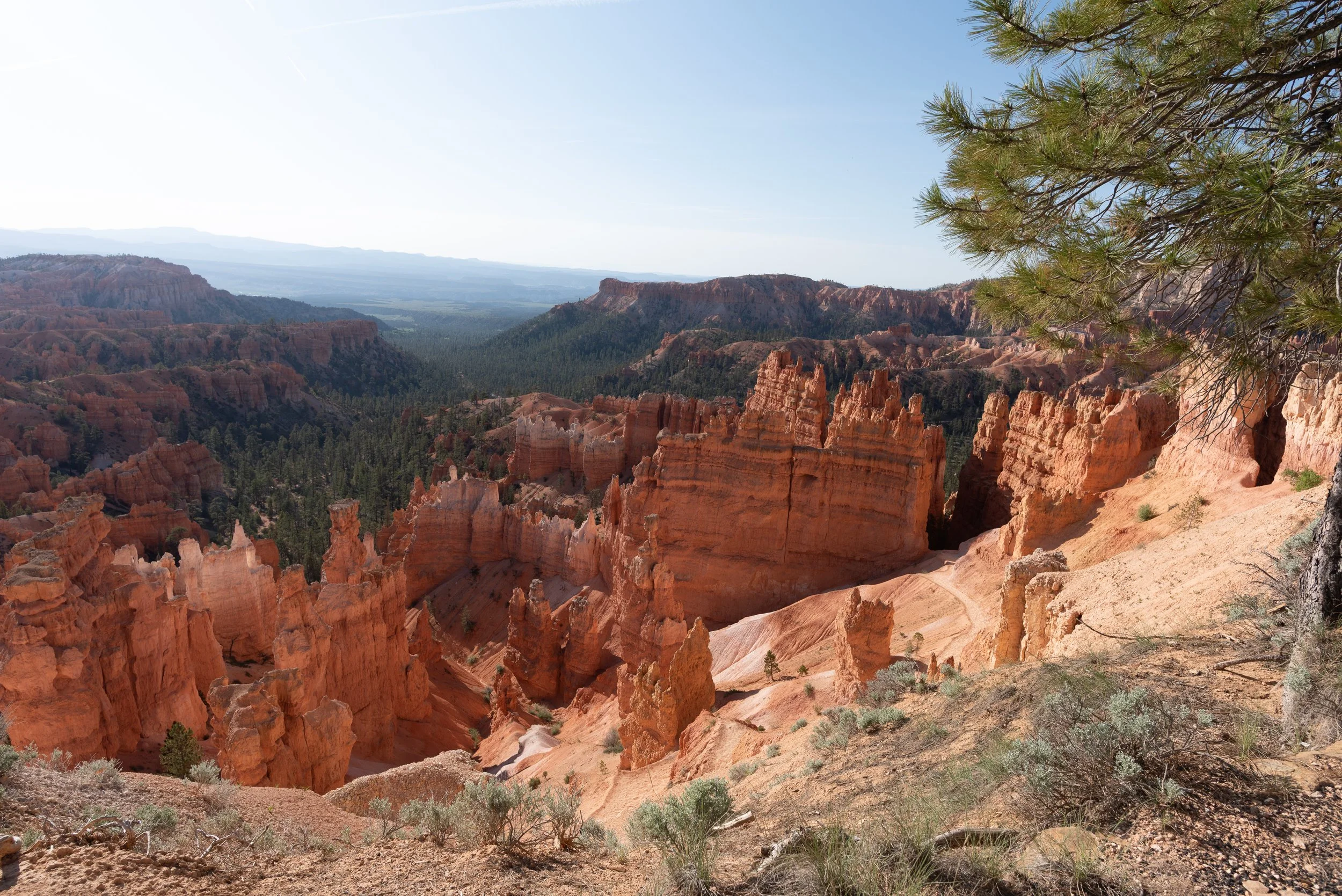 View of red-rock formations and canyon landscape with sparse vegetation, pine trees, and a clear blue sky.