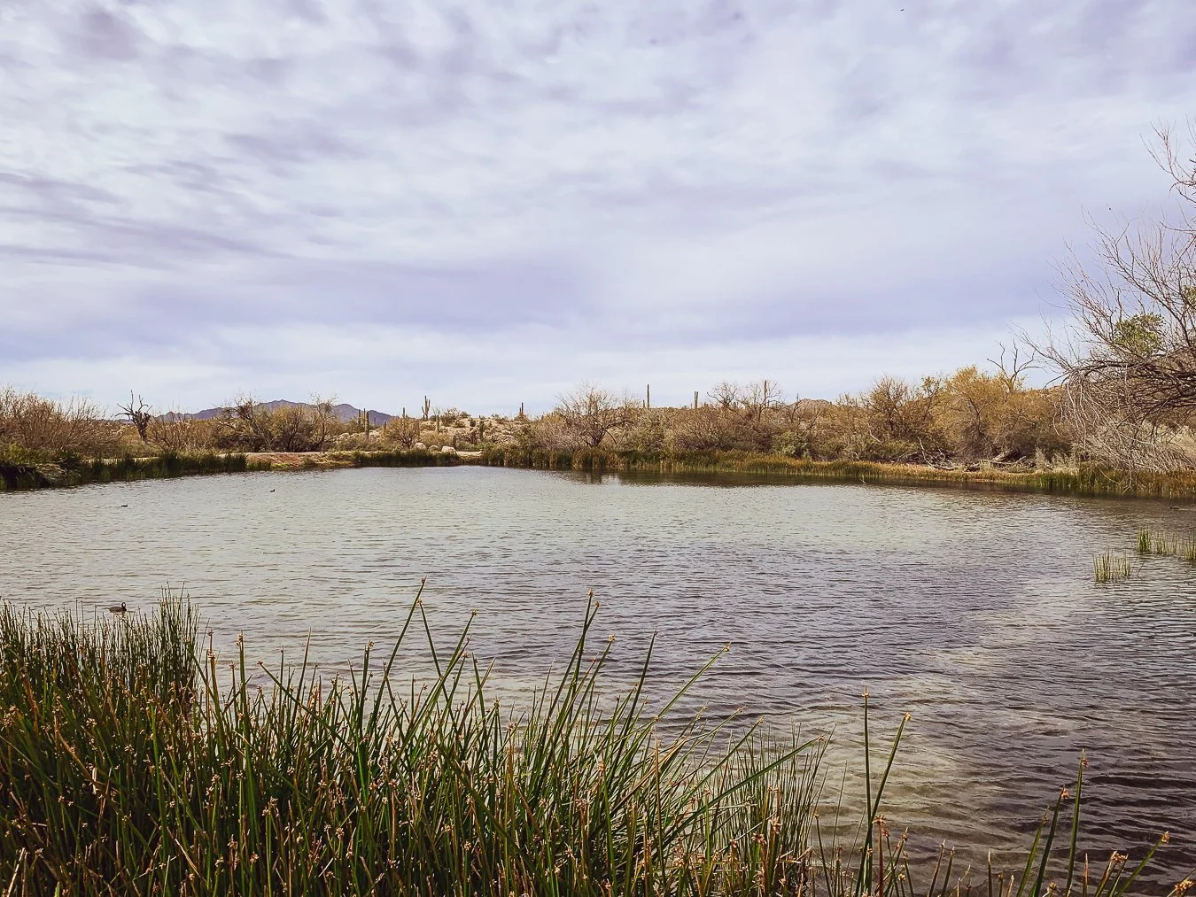 Wide view of a calm desert pond ringed with green reeds and desert shrubs, mountains in the distance, overcast sky.