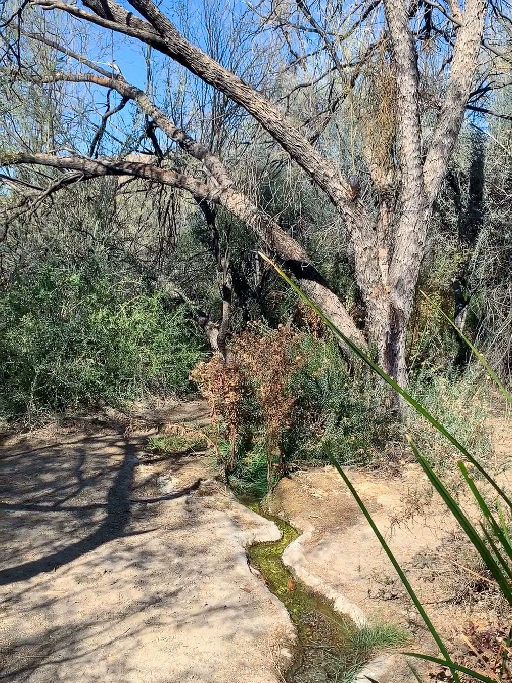 A shaded dirt trail beside a narrow stream of spring water running through trees, the same spot as the 2019 outflow photo.