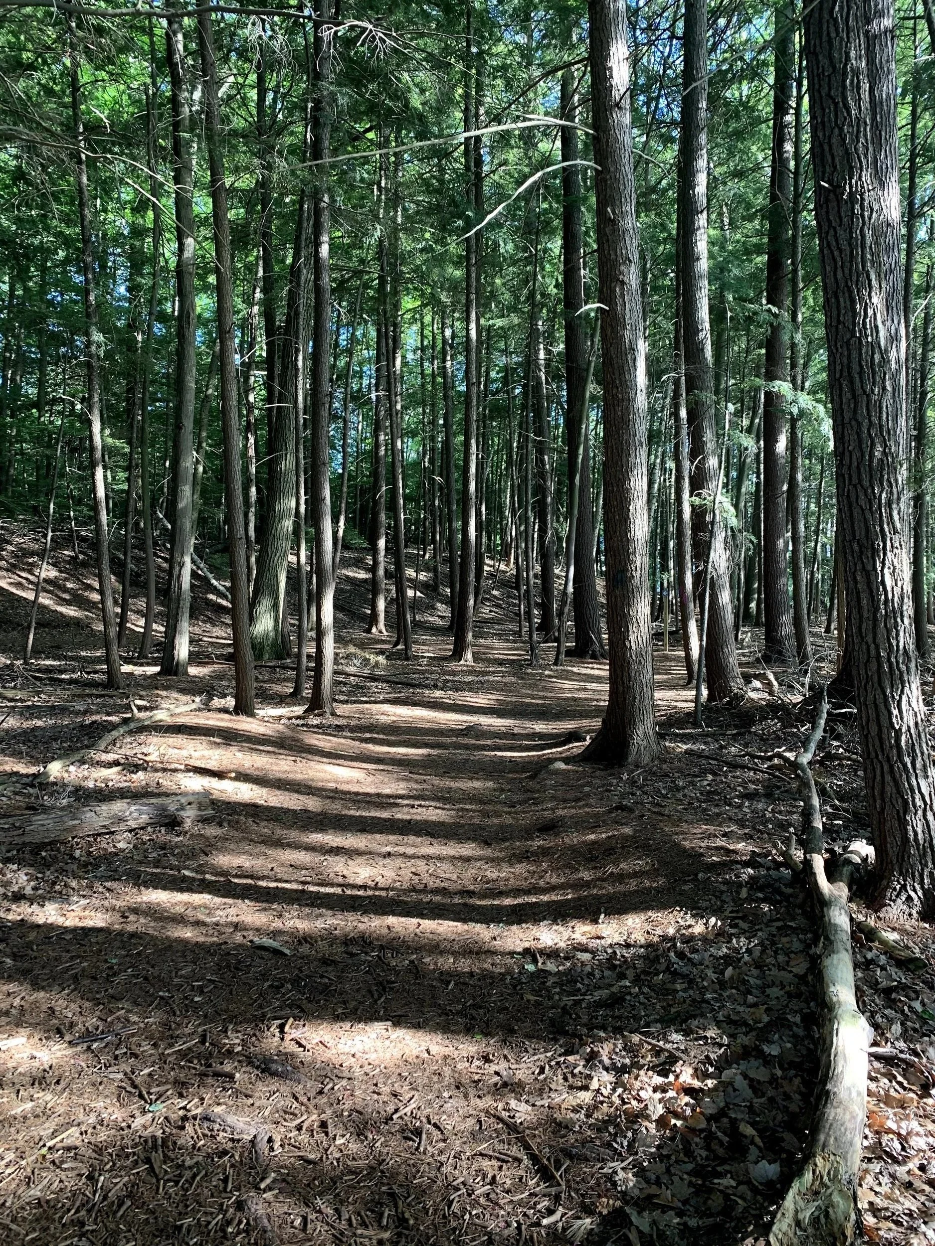 Trail at Timbers Recreation Area, Traverse City, MI