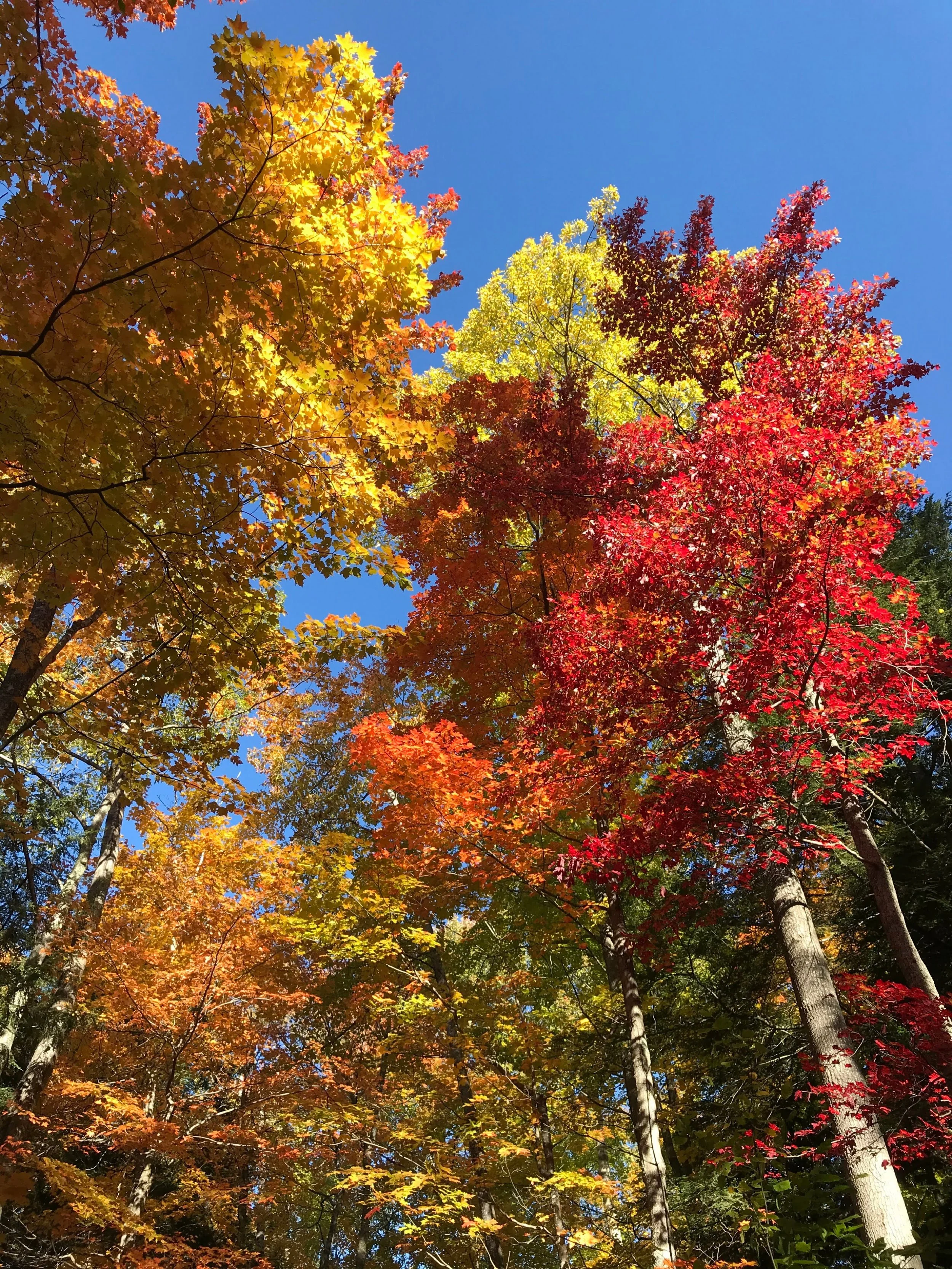 M-22 Fall Color Tour, Traverse City, MI