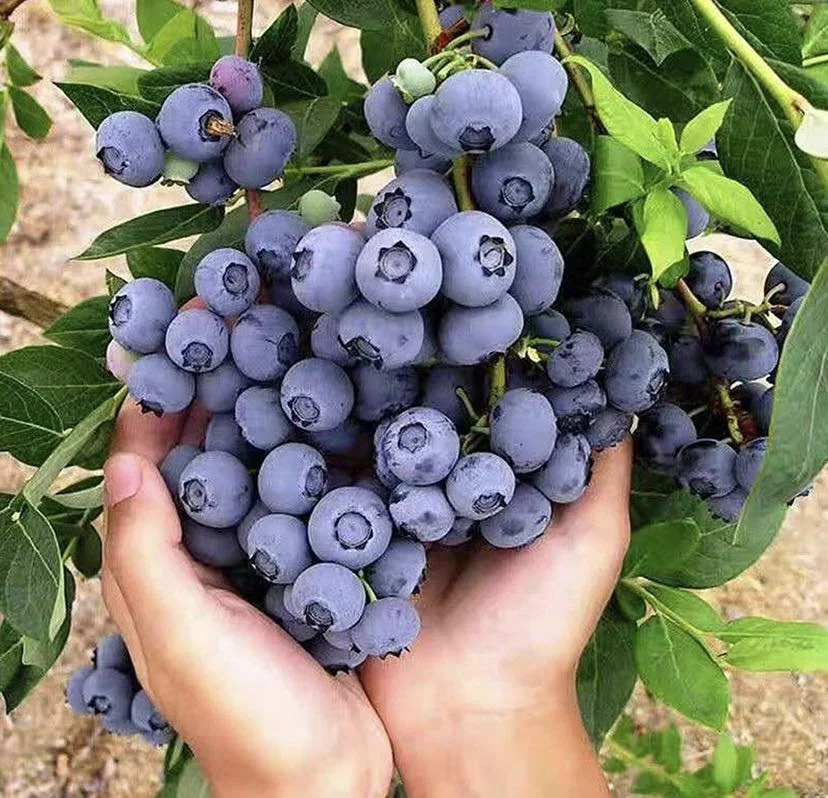 Skeba Farms, Cedar, MI (Leelanau County)