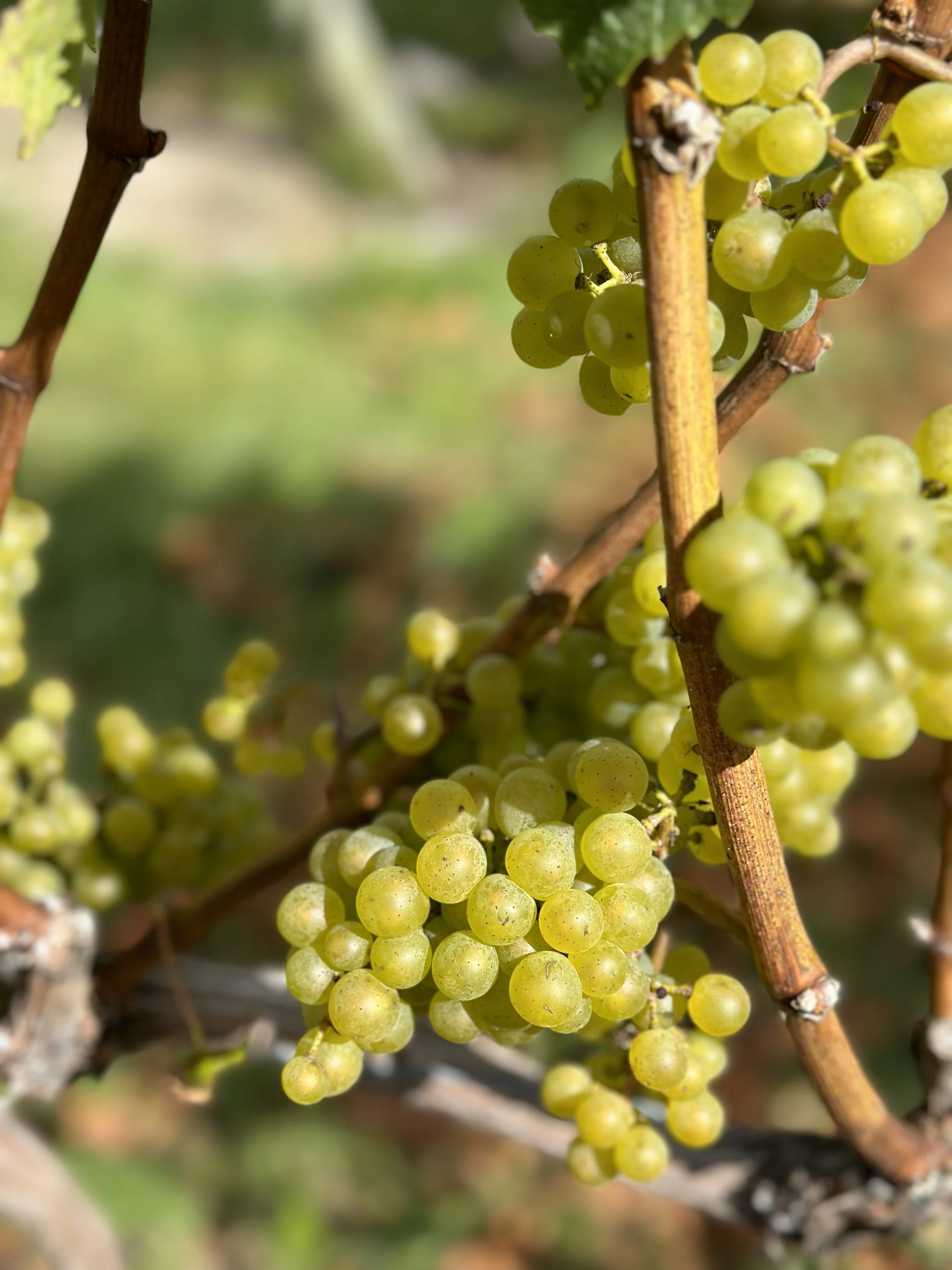 Close-up of clusters of green grapes hanging from vine branches in a vineyard.