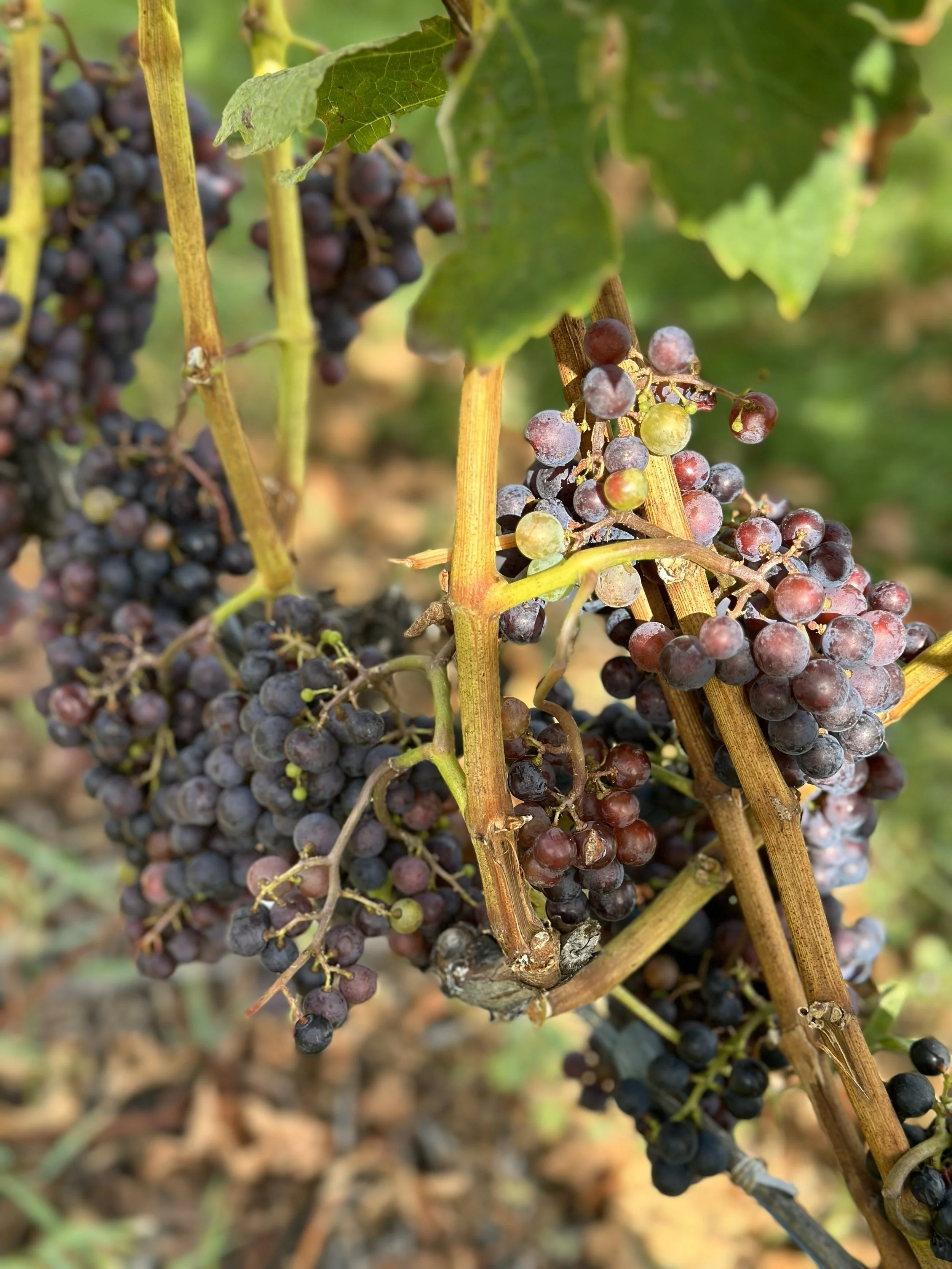 Dune Bird Winery, Northpoint, MI