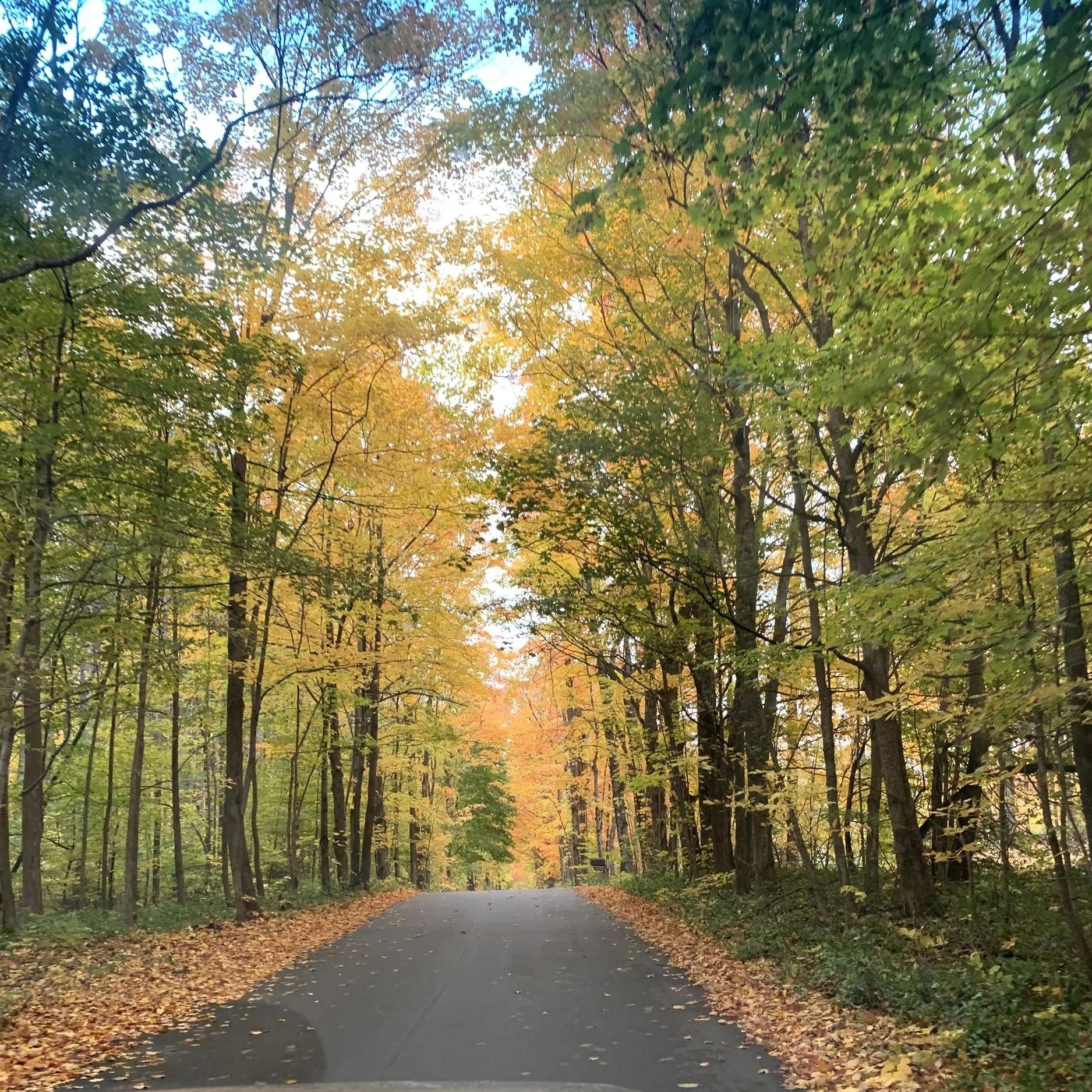 Road to Timbers Recreation Area Traverse City, MI