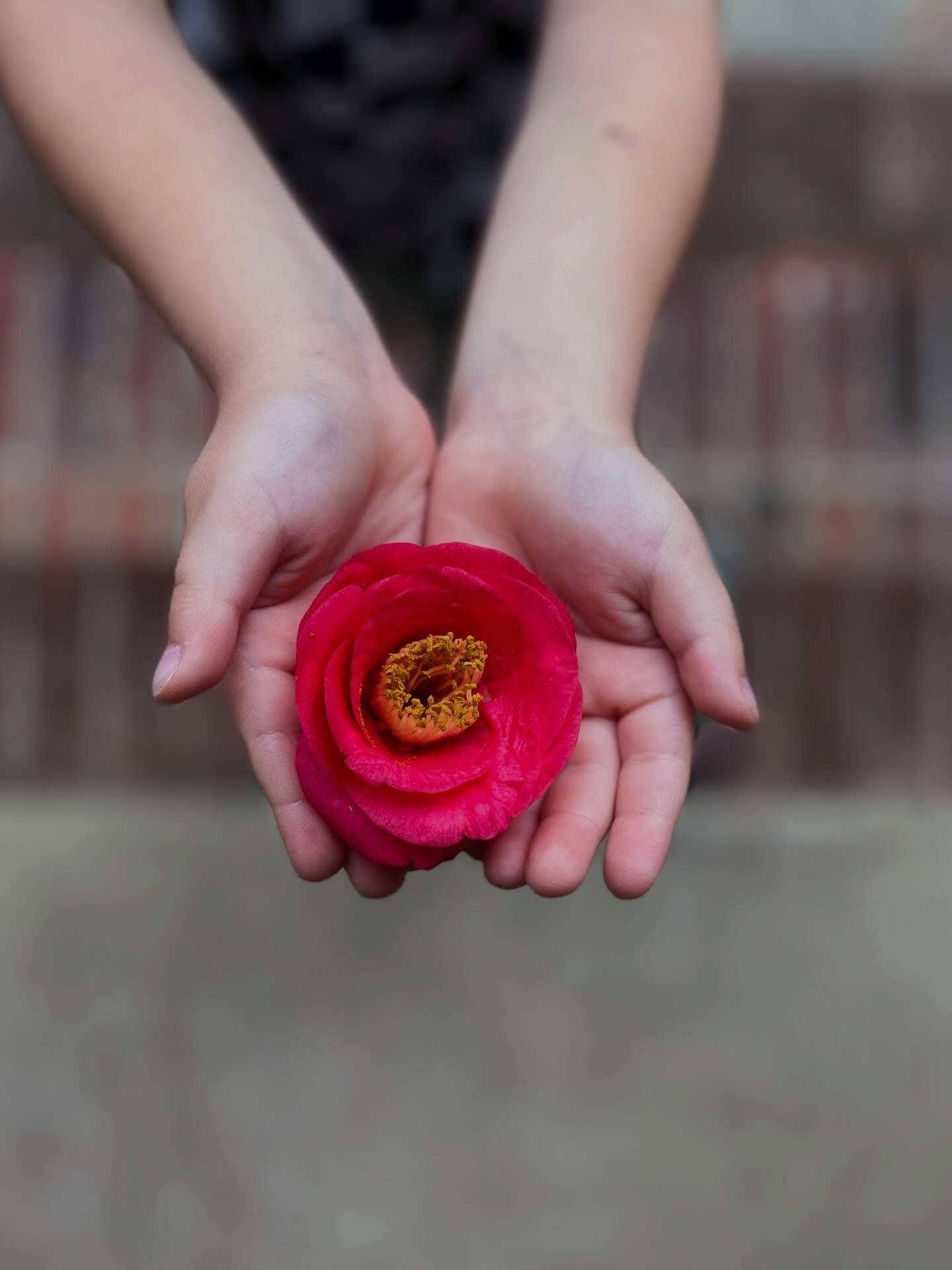 Welcome to Atelier Rubedo! I&rsquo;ve been dreaming up this space for years, and now it&rsquo;s here. In this container I will share my research and strategies to integrate resilience as a practice in the built environment. Check out the link in bio 