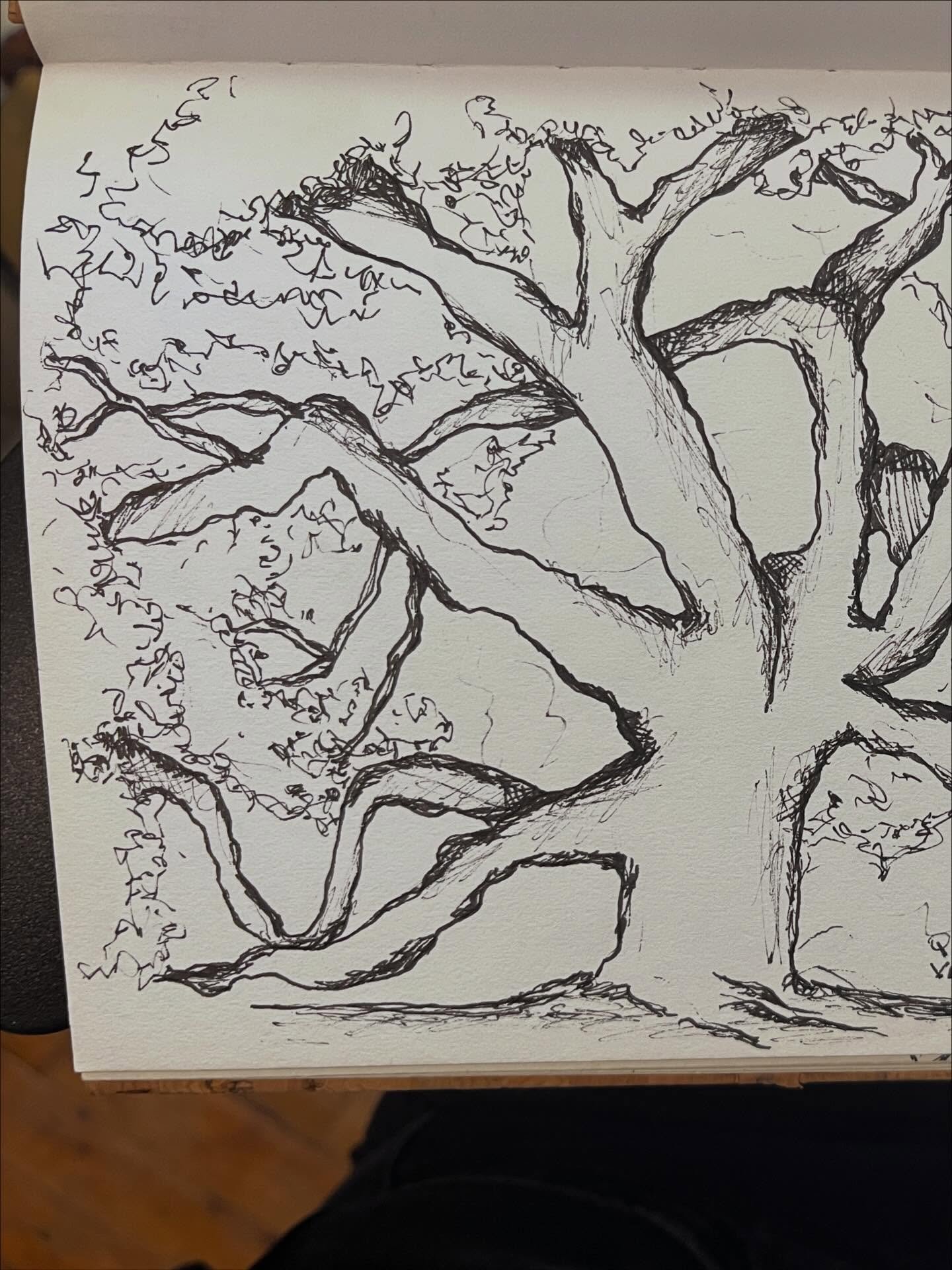 What felt like resilience this week. 1. Live oak sketch 2. Kayaking on clear waters with manatees 3. Mangrove at the beach 4. Double rainbow. All photos by author. #housingresilience #resilience #wyp