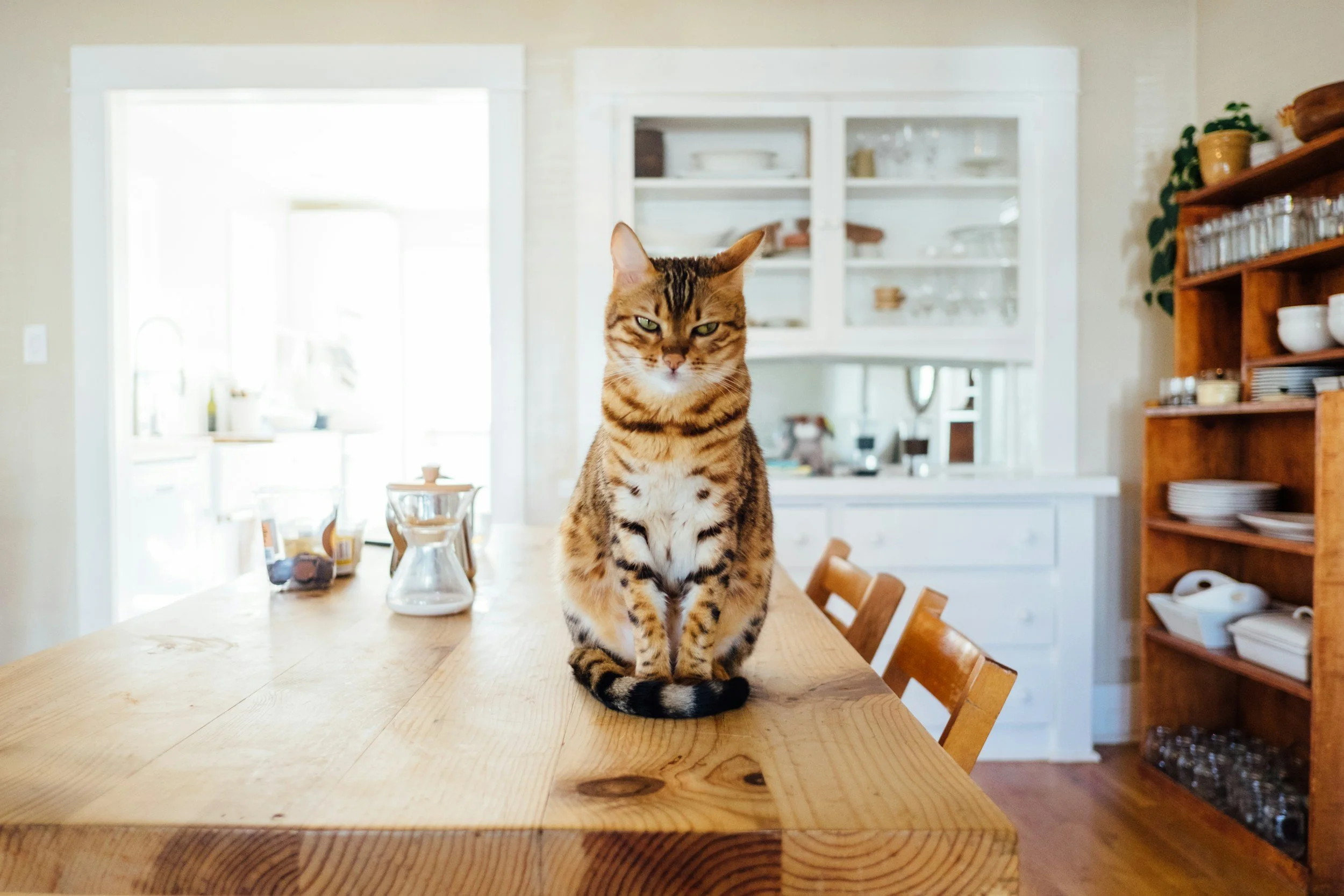 Un chat tacheté assis sur une table en bois dans une cuisine.