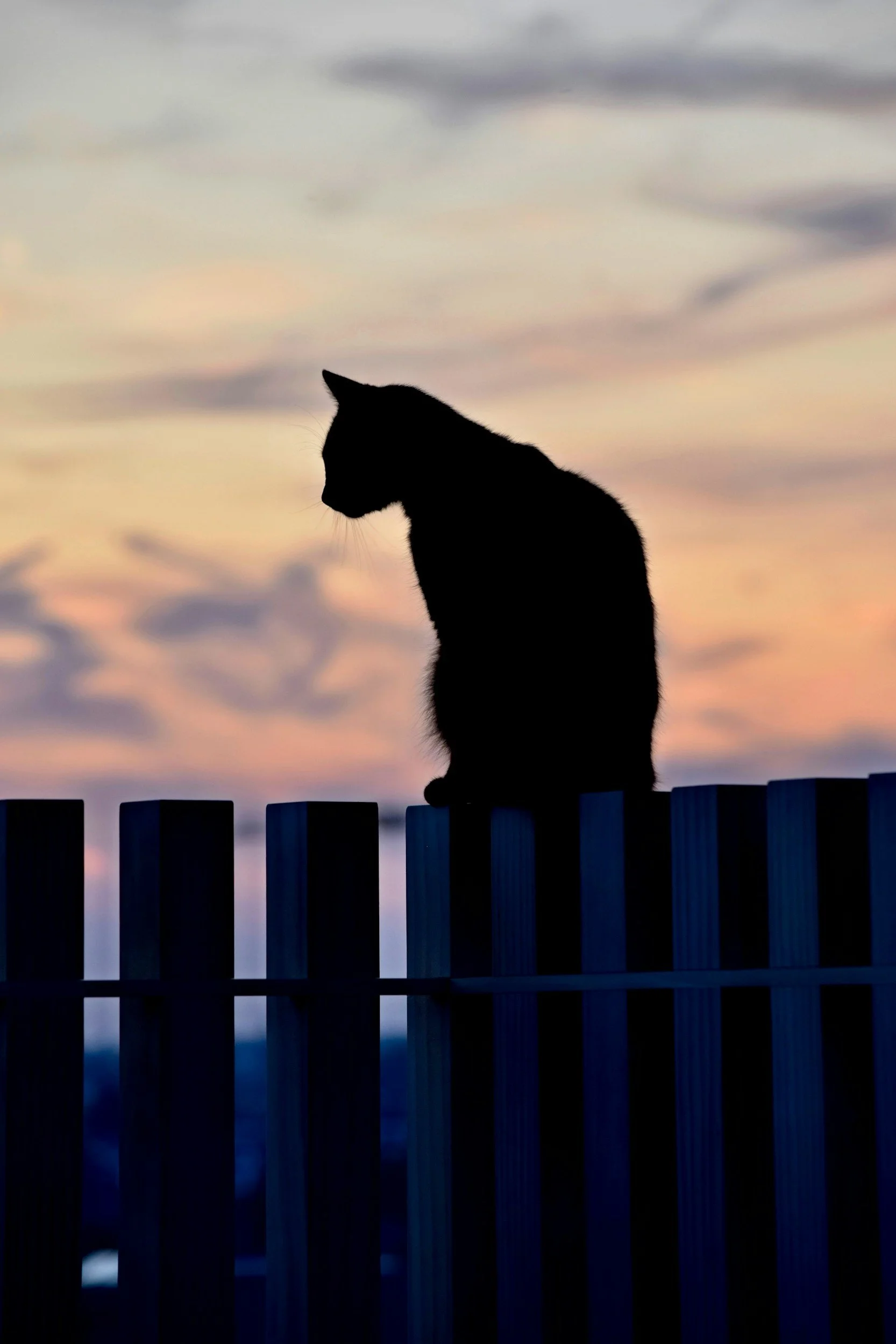 Silhouette d'un chat noir assis sur une clôture en bois contre un ciel au coucher de soleil.