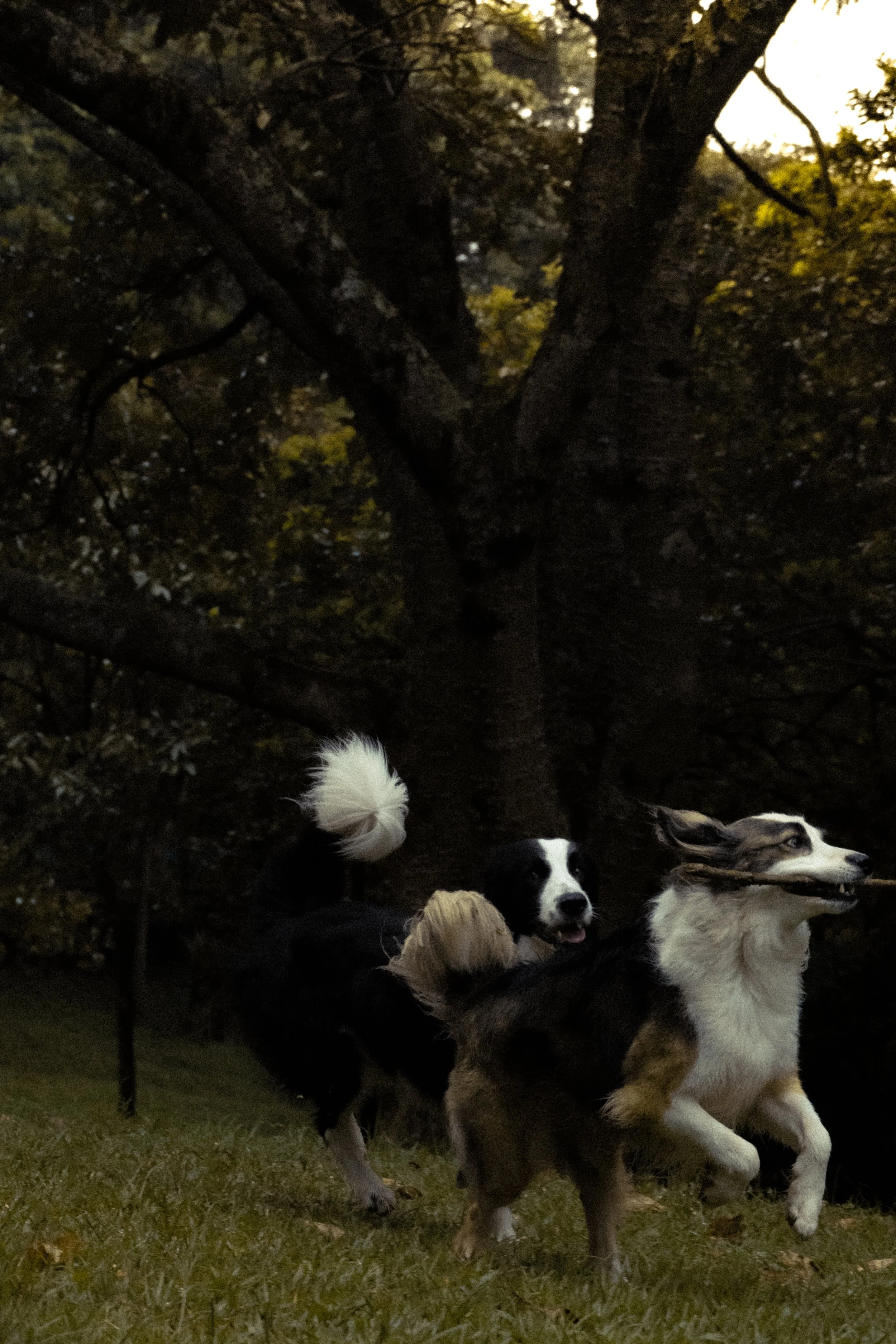 DSC01411.jpg