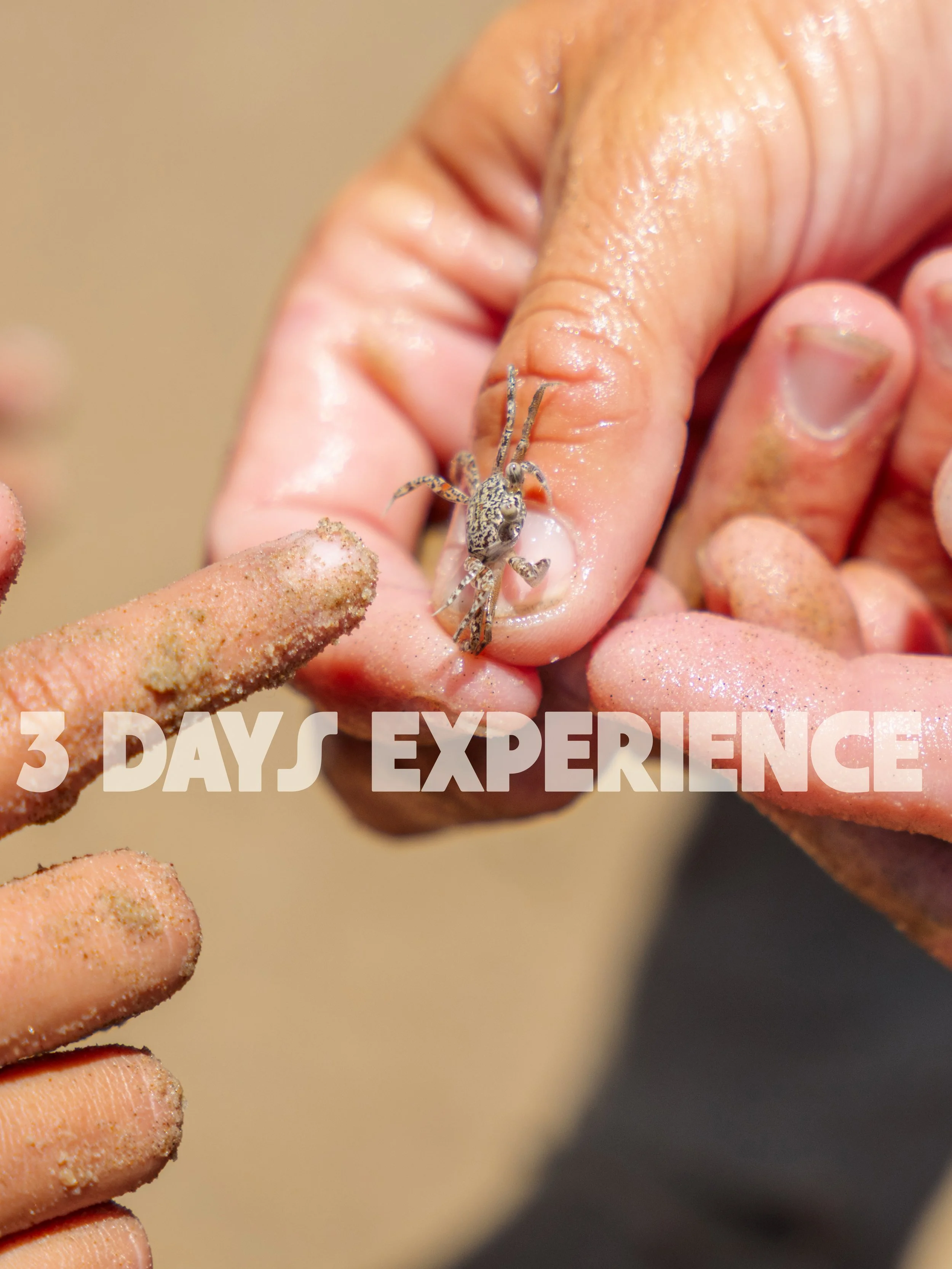 Close-up of hands holding a tiny crab on sandy beach with the text "3 DAYS EXPERIENCE" overlayed.