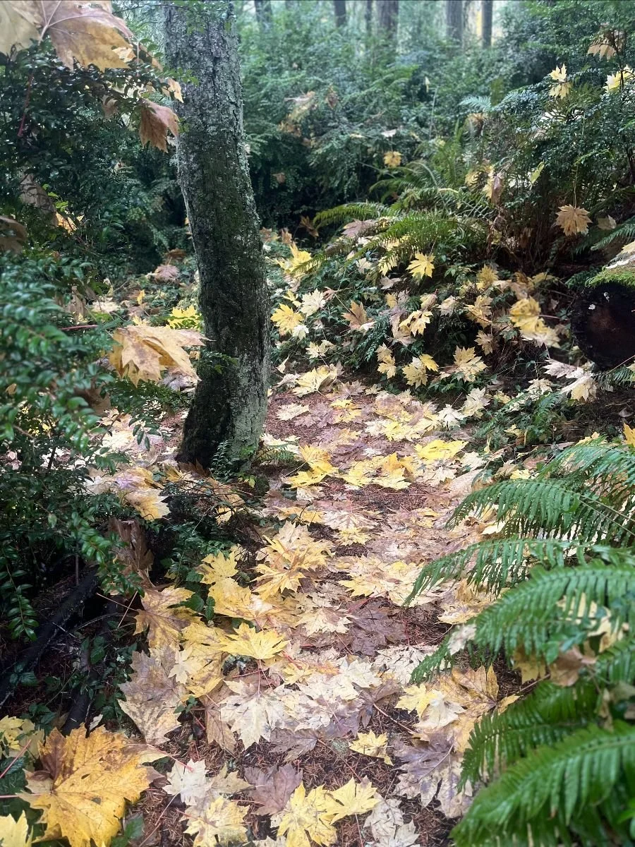 November: Following Golden Leaves