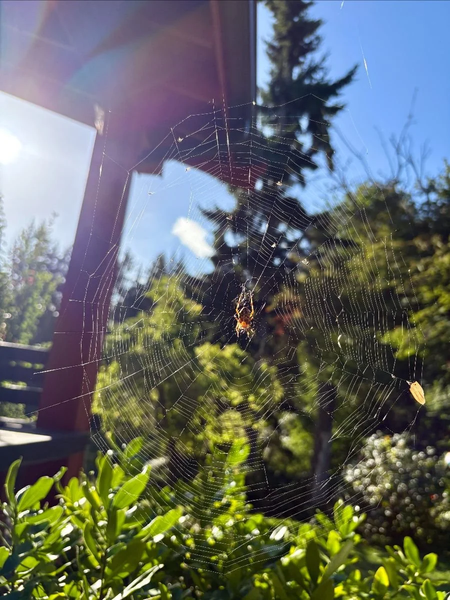 Winter Solstice: Returning to the Light