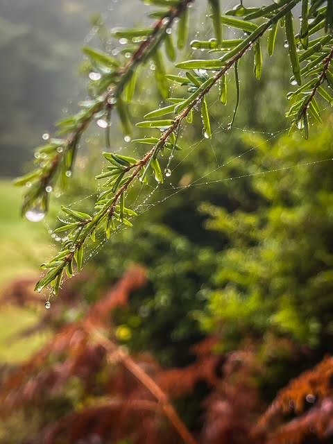 Grief, Grace, and the Turning of the Year