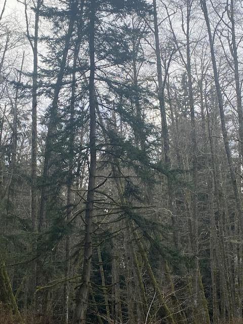 In The Deep Mid-Winter