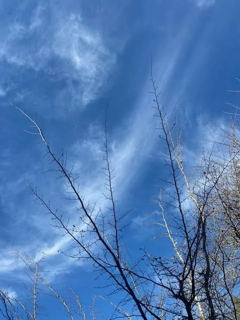 To Lay in A Meadow&nbsp;                 