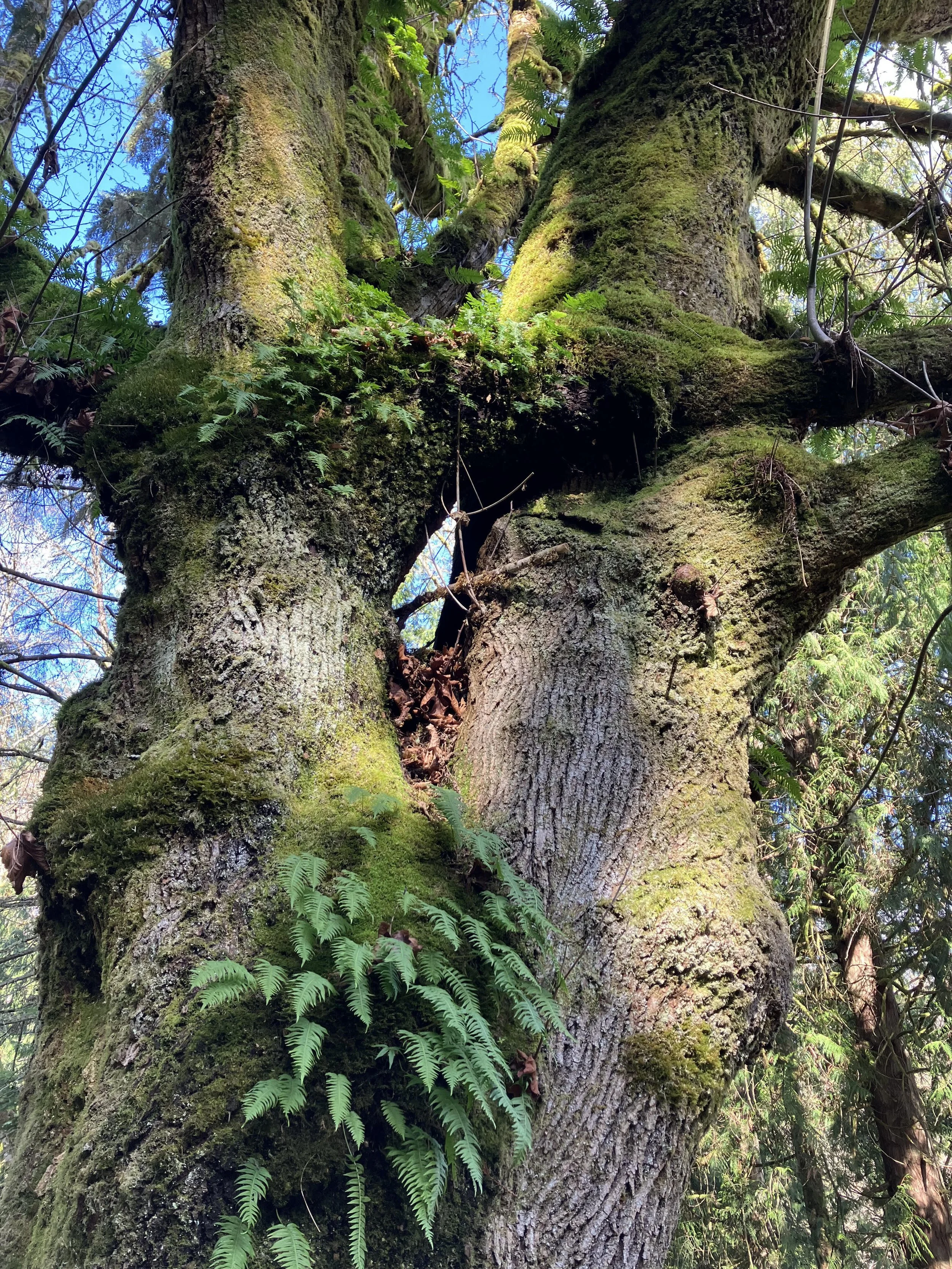 February Reflections: Finding Hope in the Forest