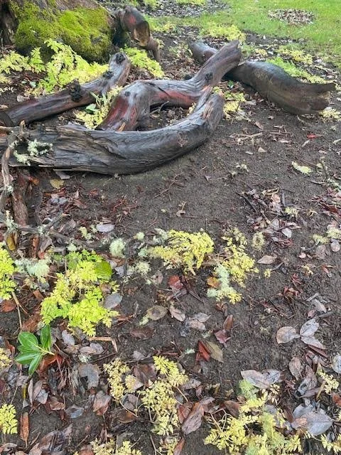 Staying Grounded in Adversity