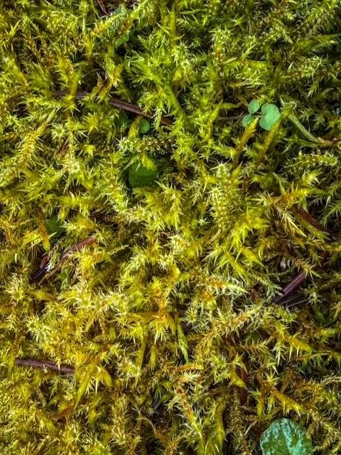 Moss and March