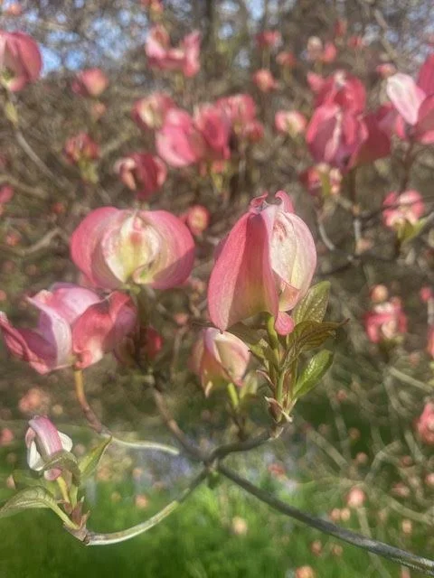 May at the Whidbey&nbsp;Institute:I used to... 