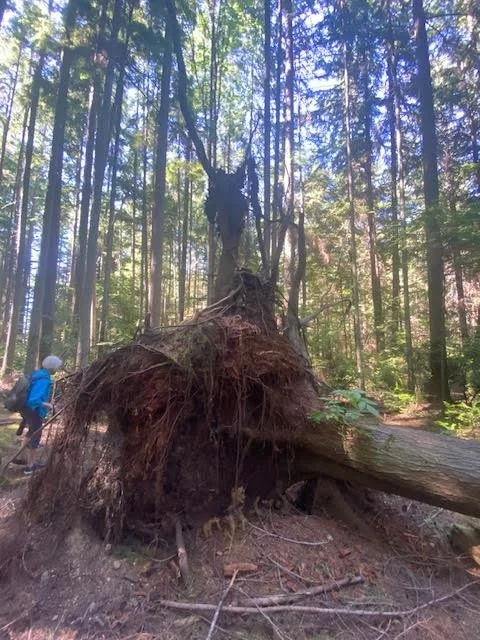 Nature Companionship: an afternoon in the woods with Dr. Jeanette Banashak