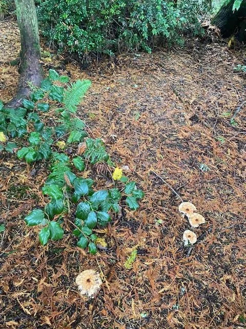 storyhouse meadow.jpg