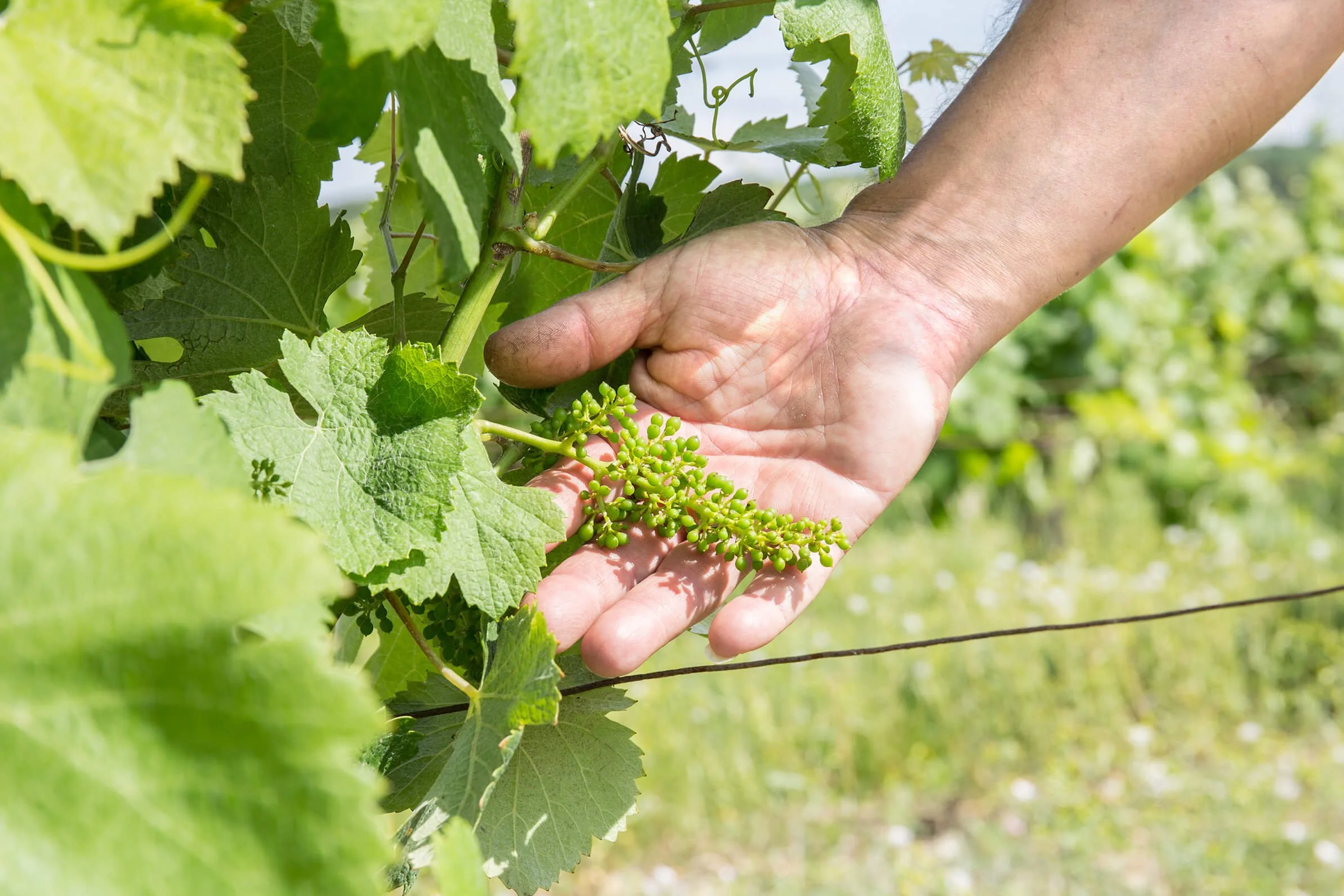 Une main tenant des grappes de raisin sur une vigne verdoyante. Point de vue du photographe professionnel François Fauré sur la culture de la vigne. Détails d’un vignoble en été. Prise de vue rapprochée d’une main sur des grappes de raisin dans un vi