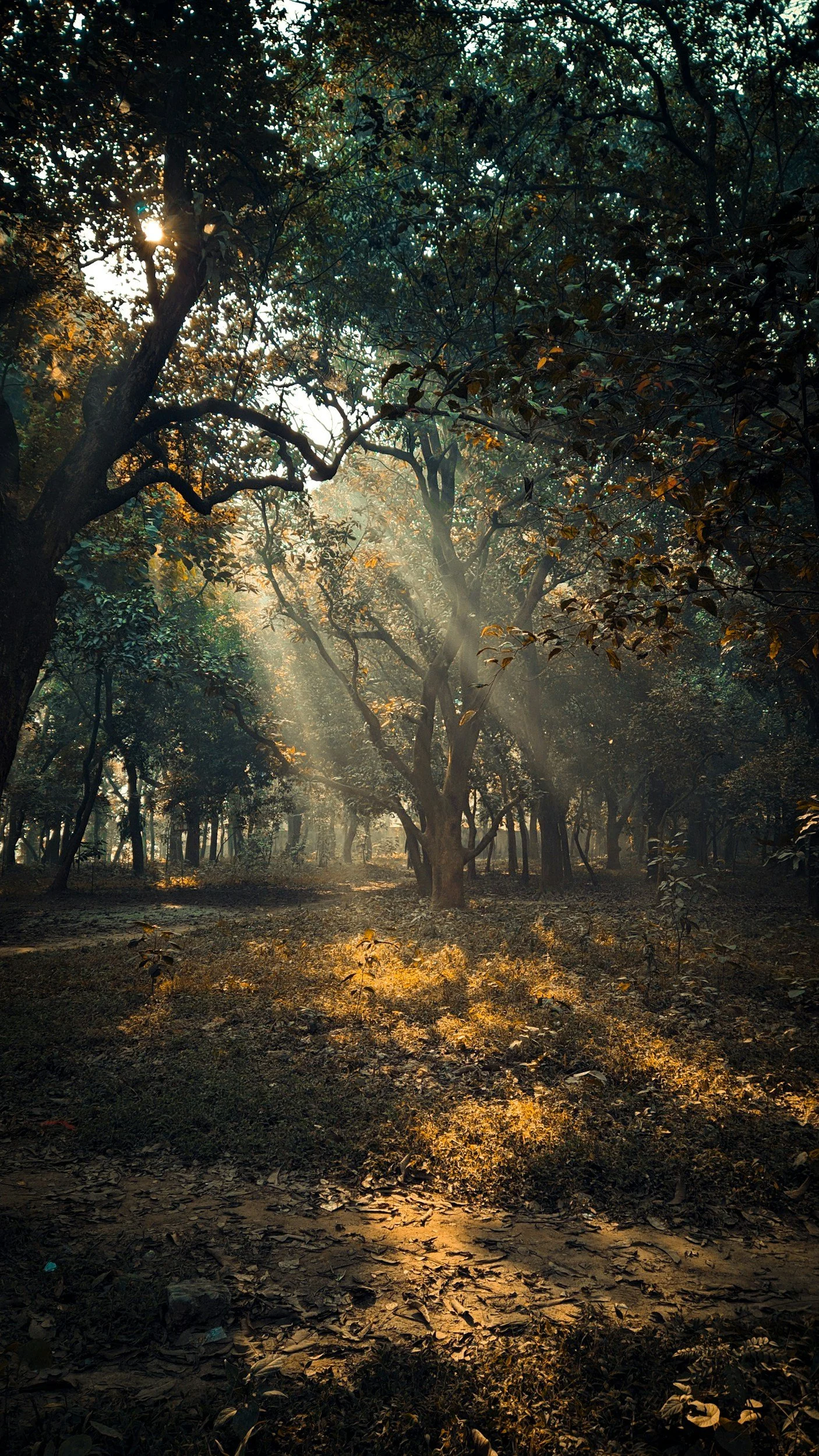 Sunlight streaming through a dense, green forest with tall trees and a leaf-covered ground.