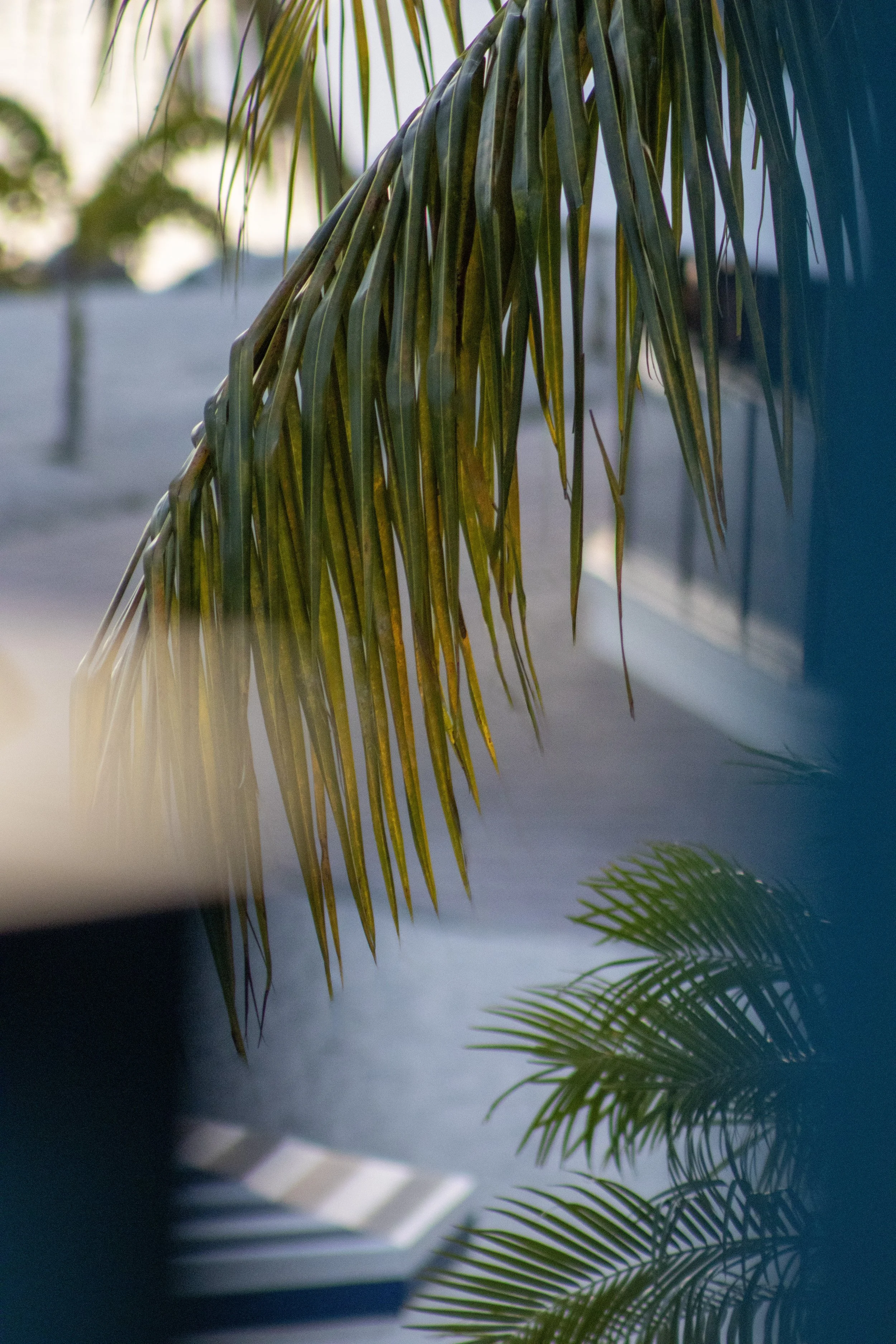 Close-up of tropical palm leaves hanging down in front of a window with sunlight streaming through, casting shadows on the wall and floor.