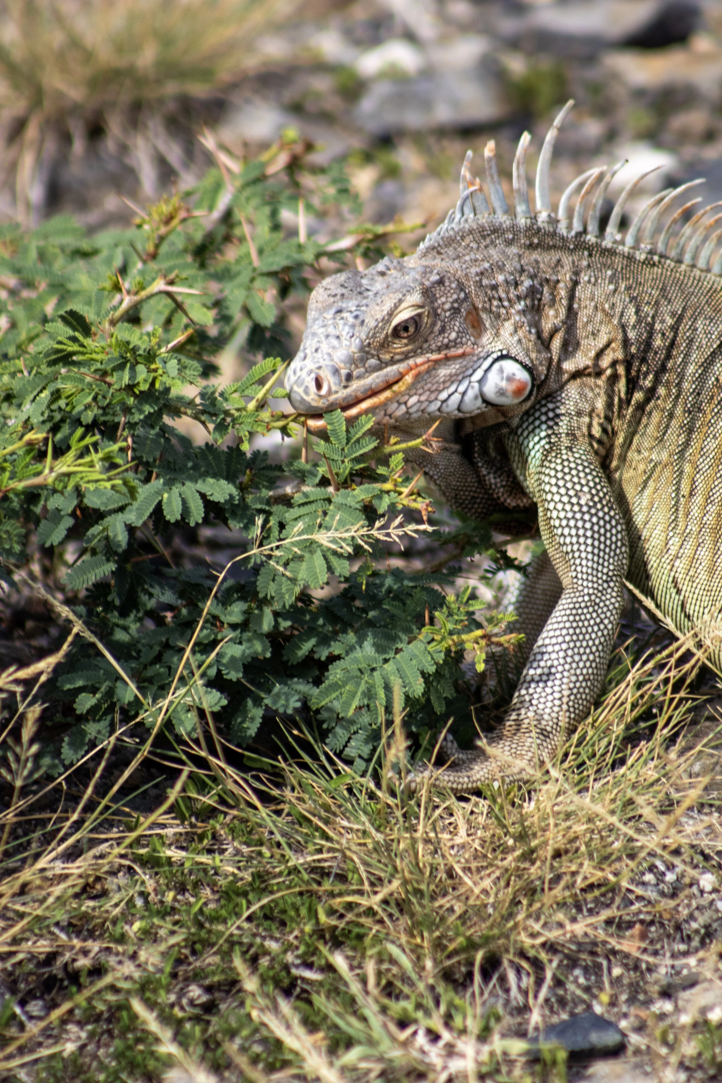 Close-up of a large gray-green iguana with spines along its back, standing on the ground surrounded by green plants and dry grass.