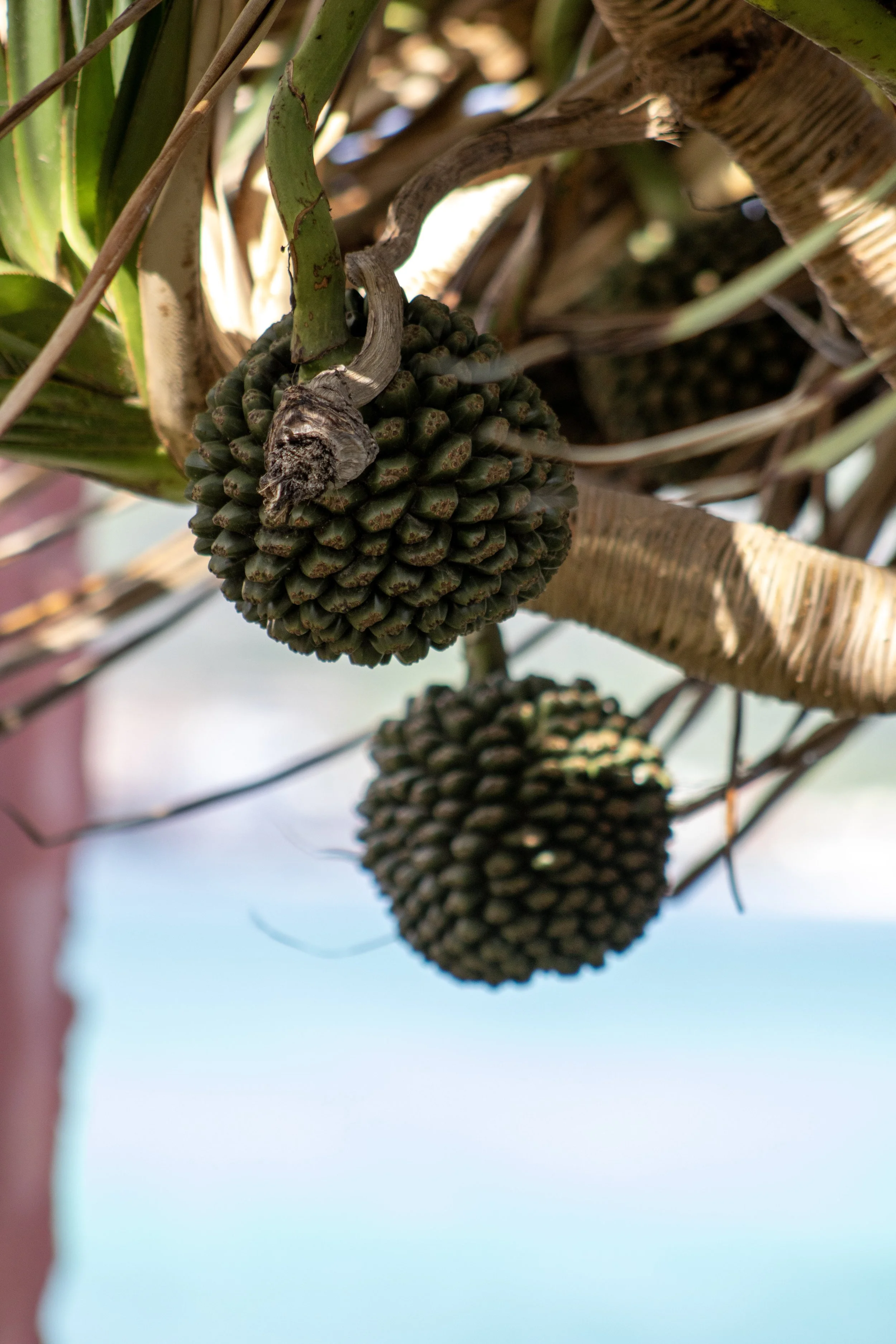 Two pine cones hanging from a tree, surrounded by green and brown leaves.