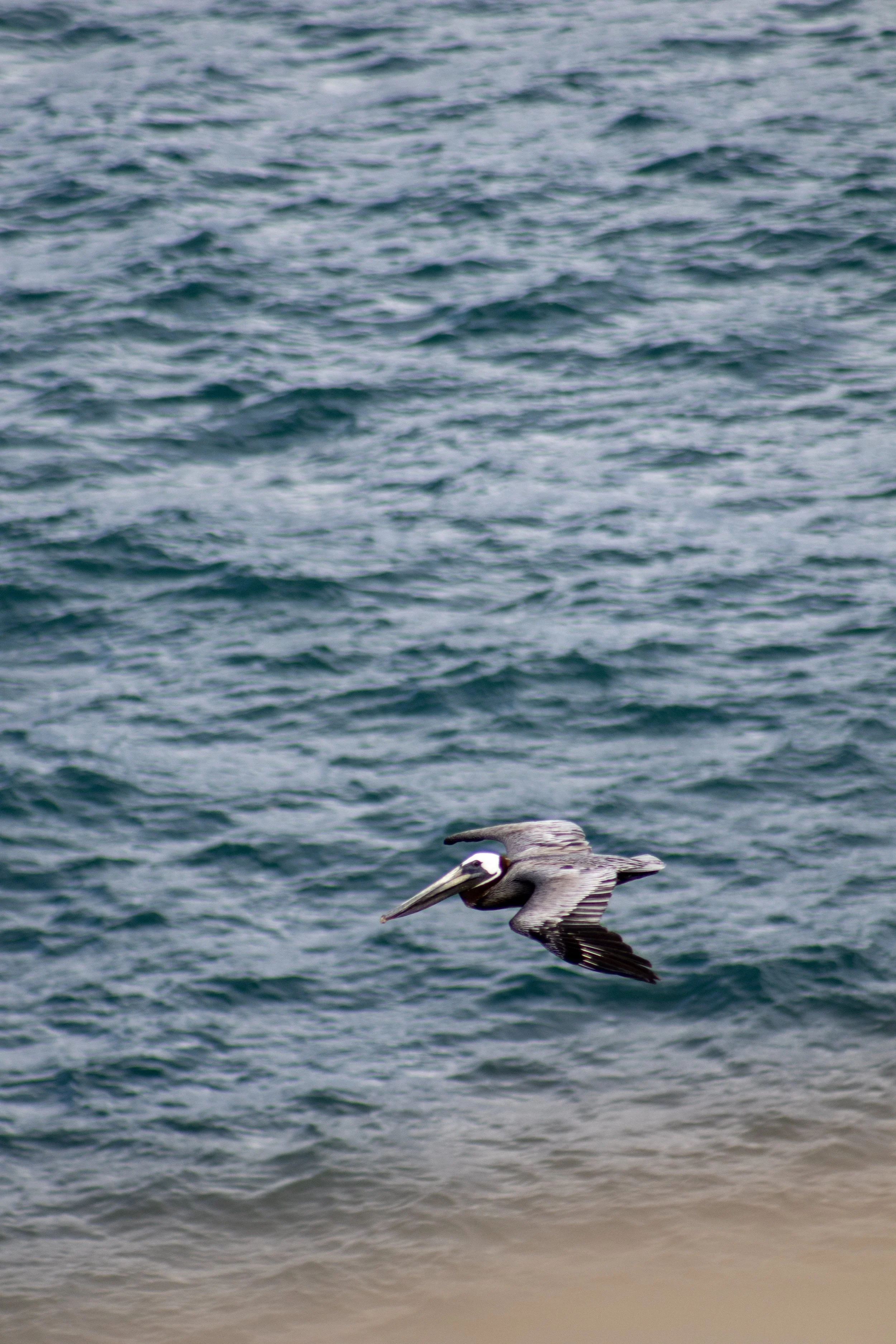 A pelican flying over the ocean near a sandy beach.