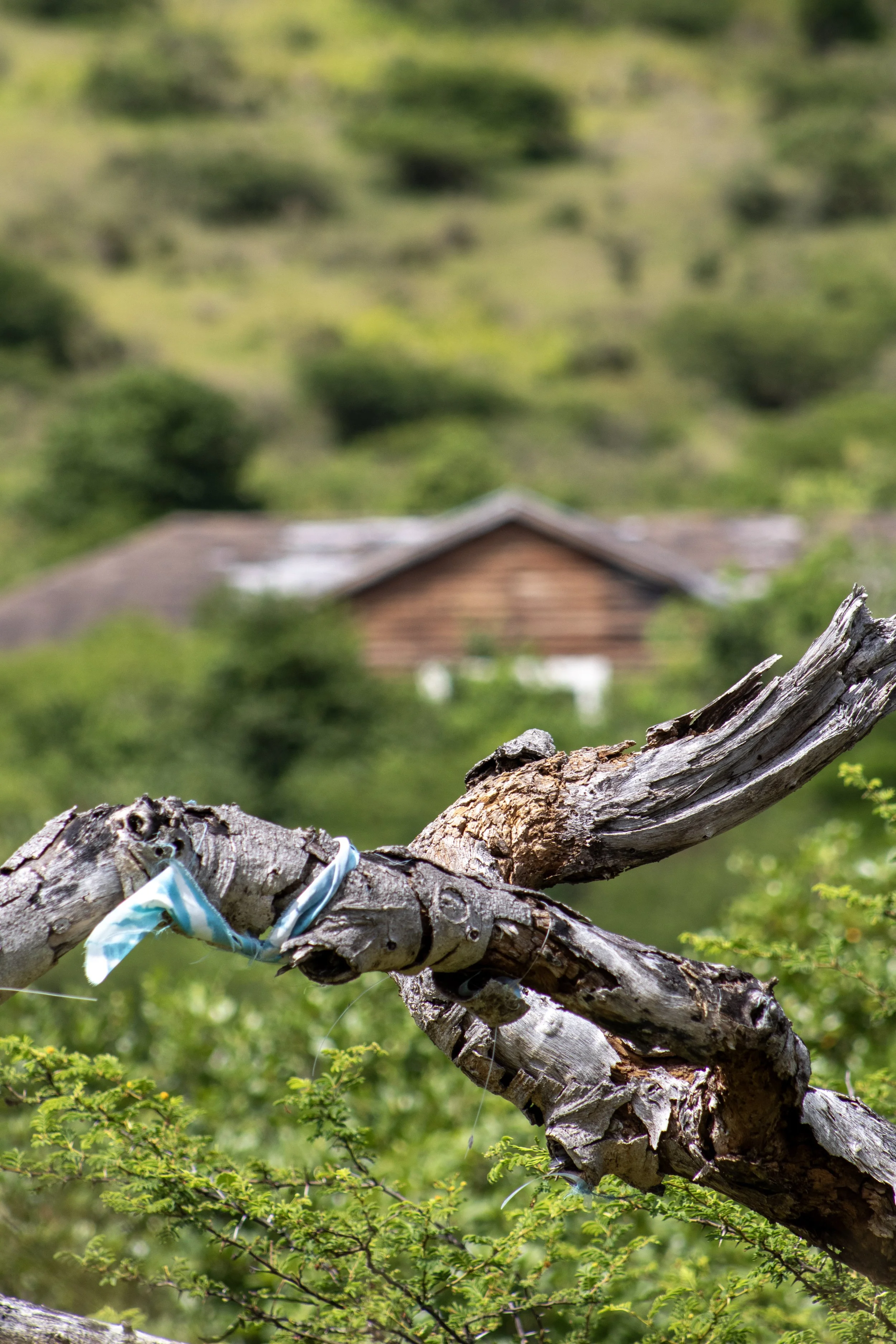 A weathered tree branch with a piece of blue and white cloth tied on it, set against a blurred background of green trees and a hillside with a house, indicating a rural scene.