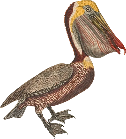 Illustration of a pelican with a large beak.
