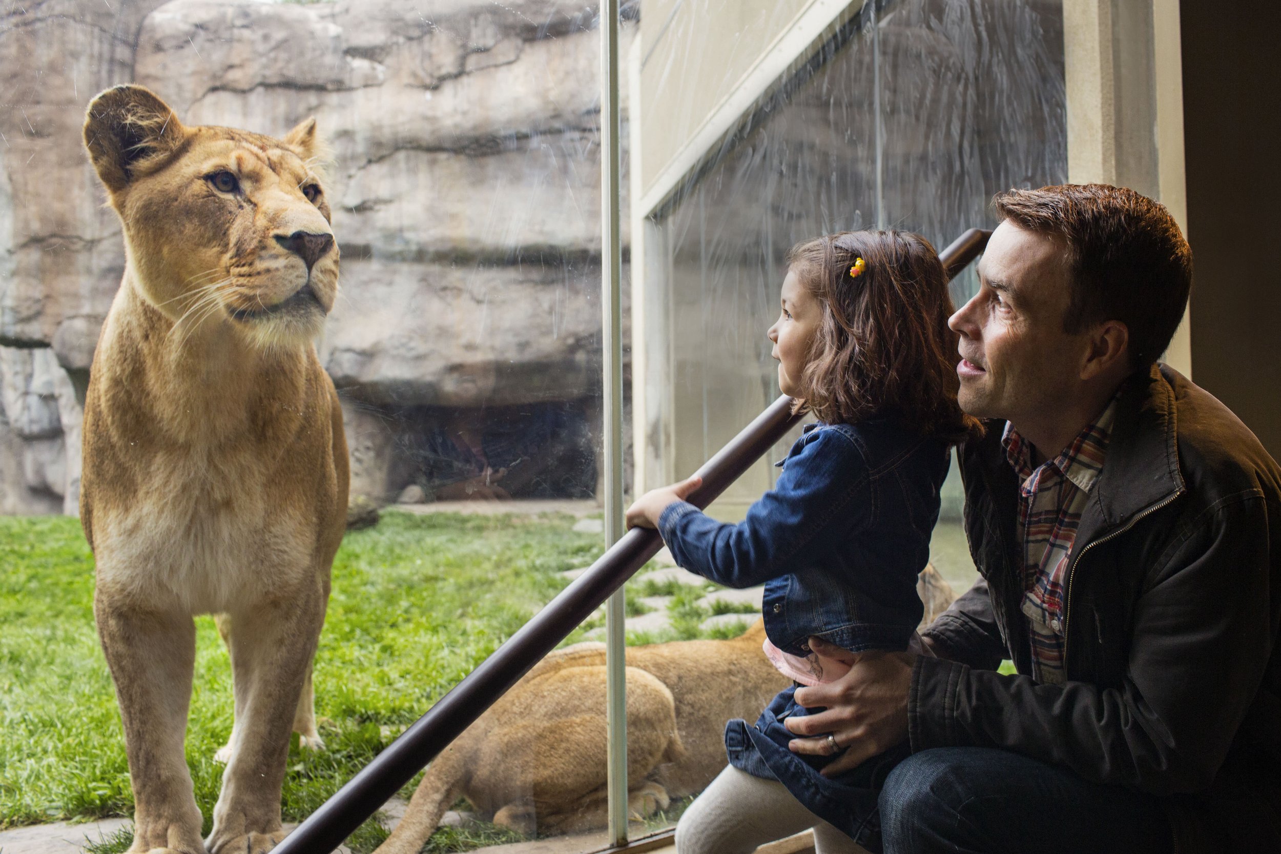 A child with their parent looks through a glass partition at the lion exhibit. One lion is looking back at her while the other lies nearby.