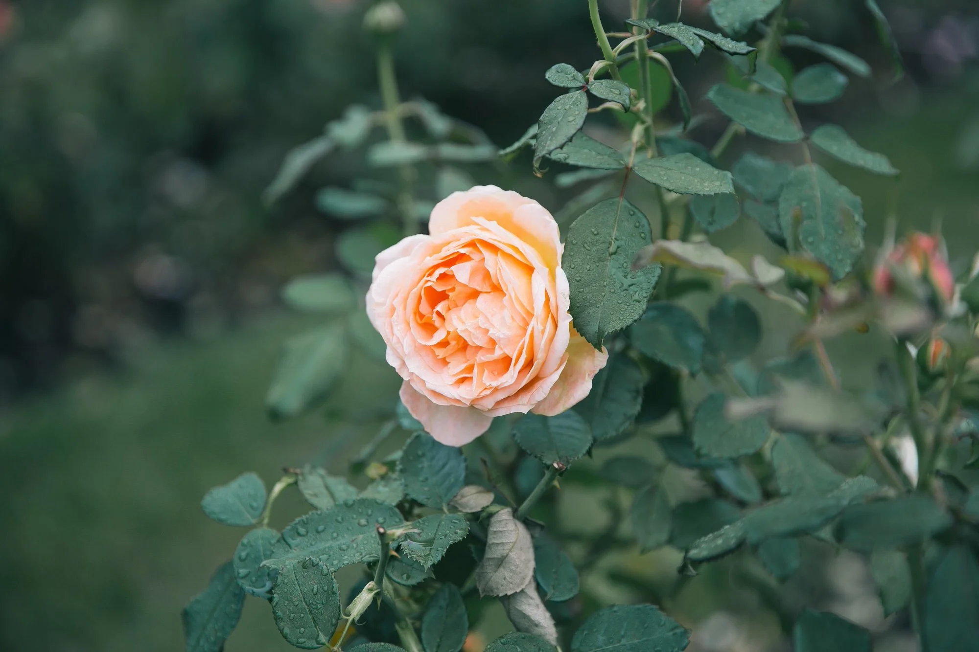 A single rose in bloom at the International Rose Test Garden, next to the Garden’s history.
