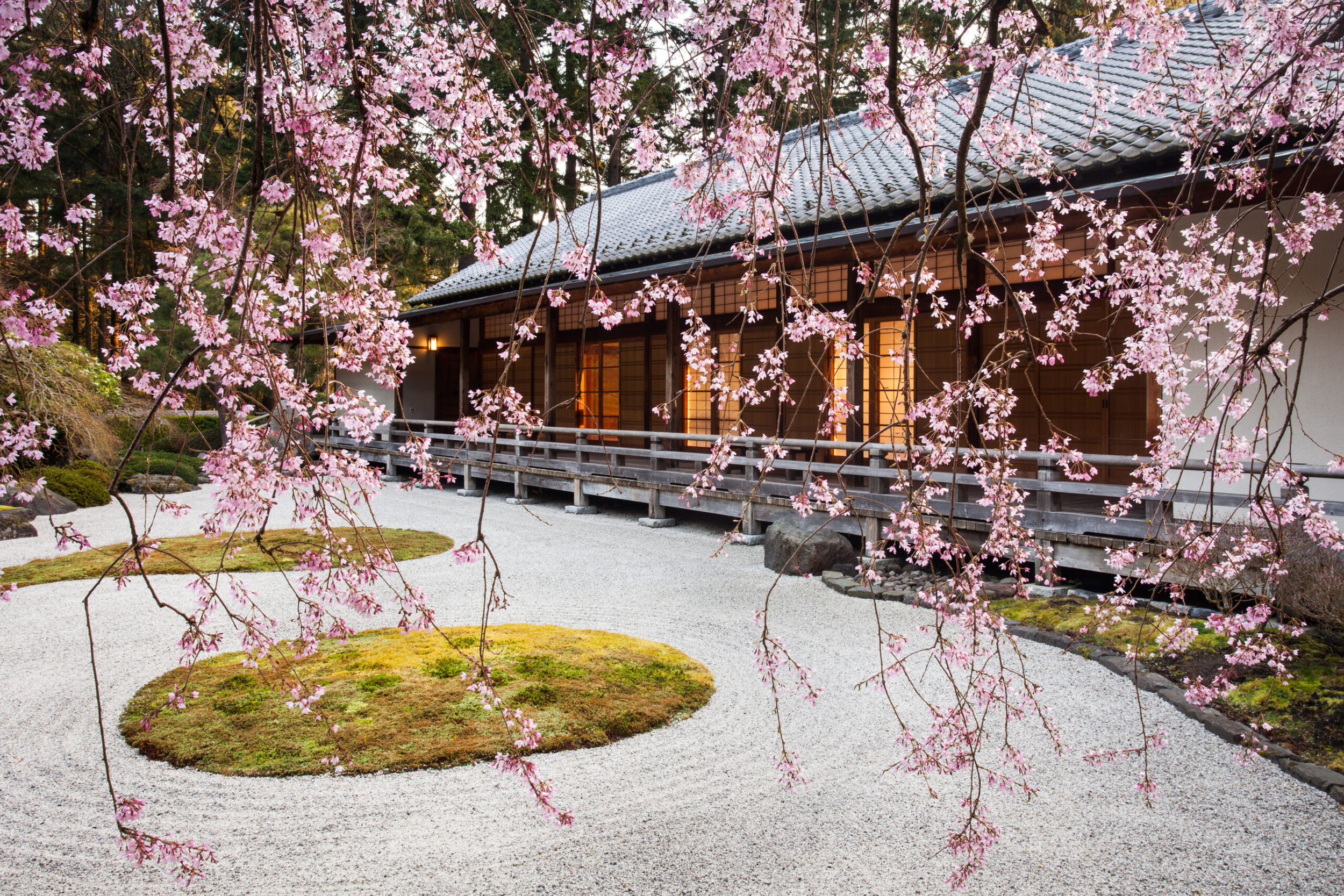 Blissful Blooms: Where to Find Cherry Blossoms in Washington Park