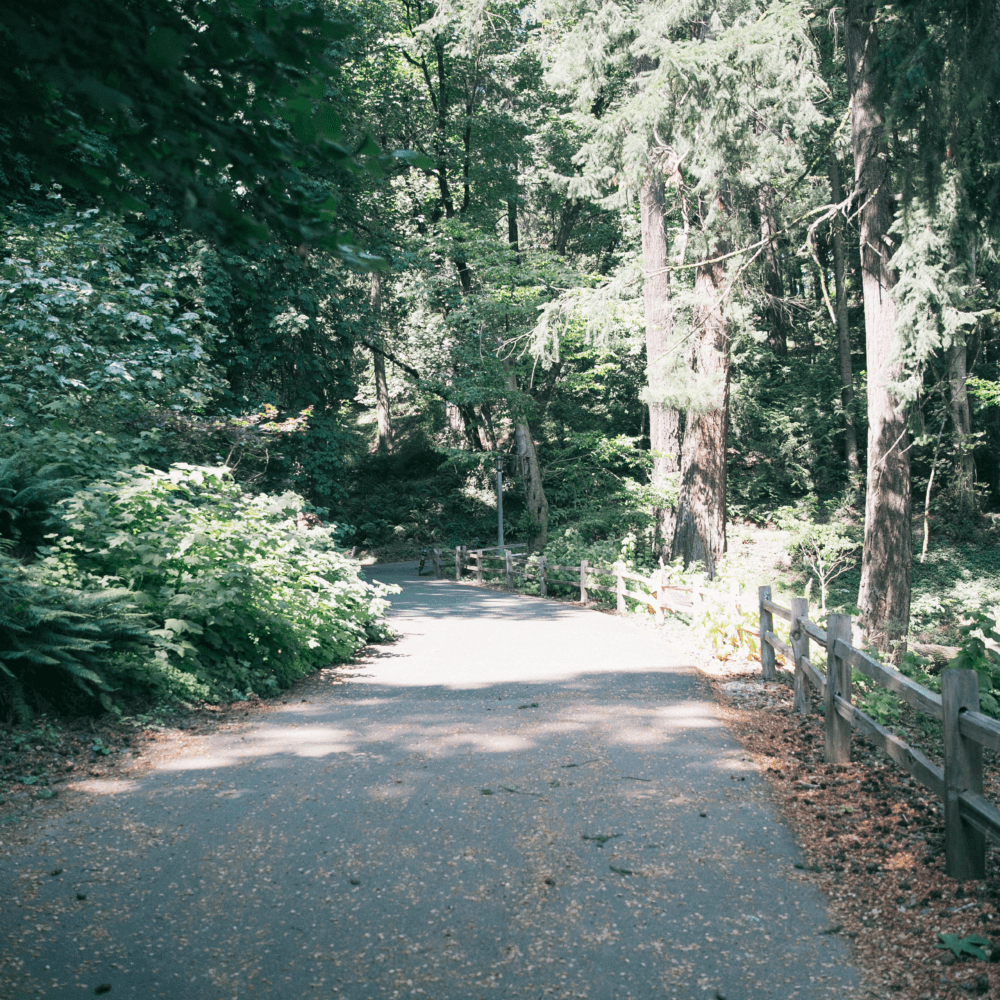  A wide paved path curves through the green forest of Stearns Canyon in Washington Park. 