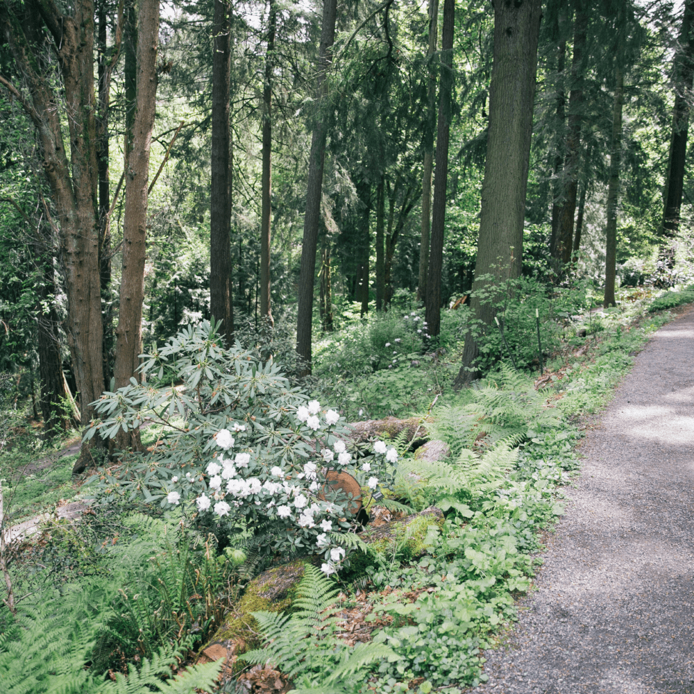  A quiet forest path leads through the towering trees of Cloud Forest Walk. 