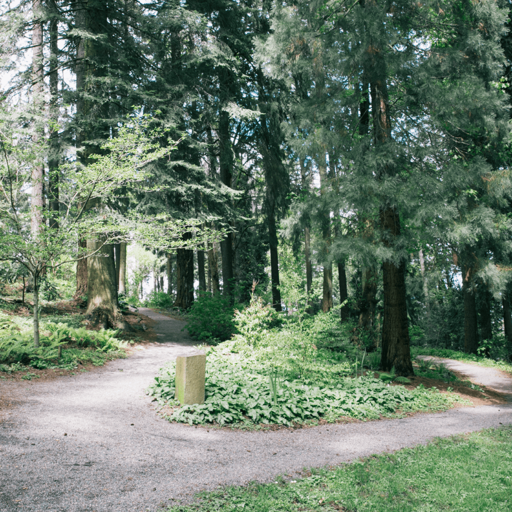  A lush, fern-lined trail winds through the greenery of Cloud Forest. 