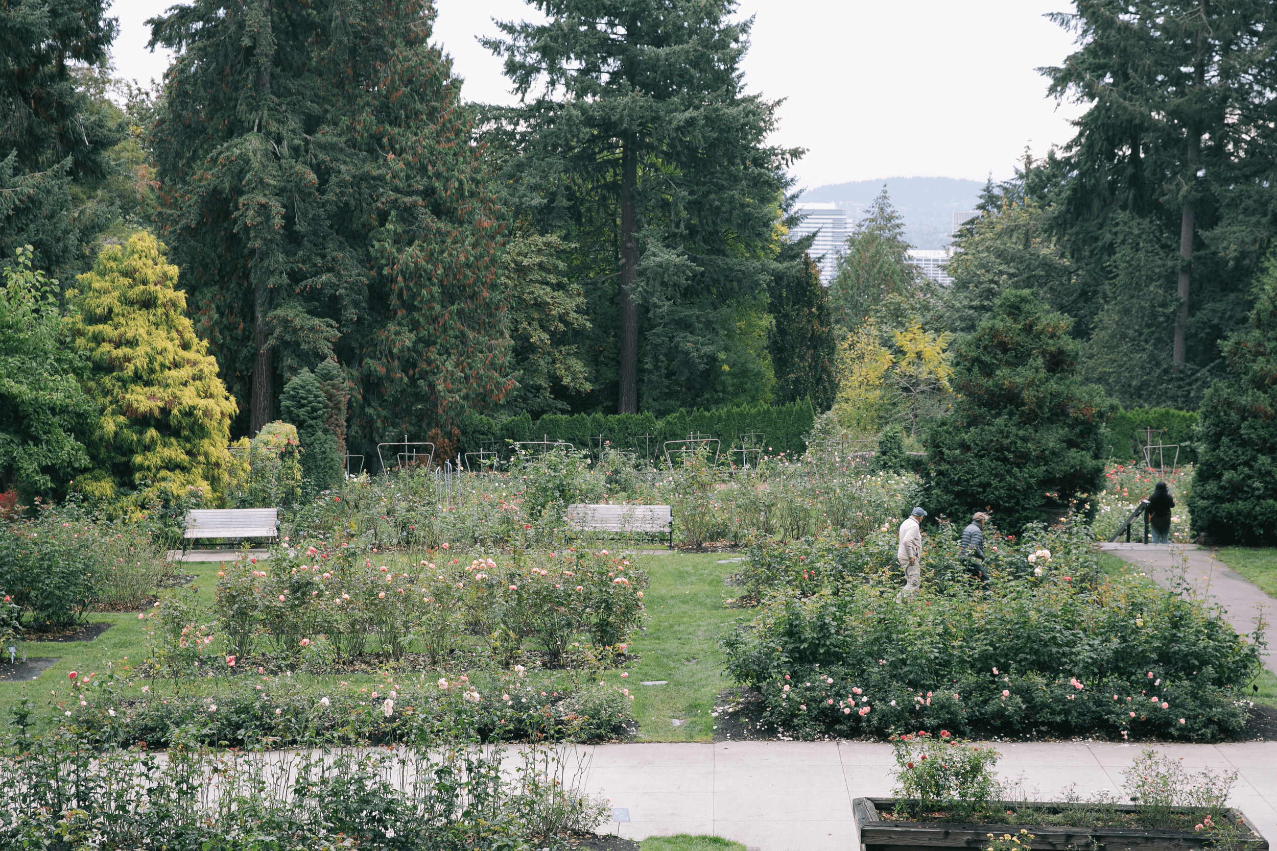  Roses framing a view of the Portland skyline from the International Rose Test Garden. 