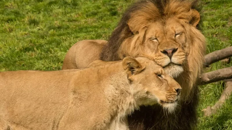  A pair of lions resting side by side at the Oregon Zoo. 
